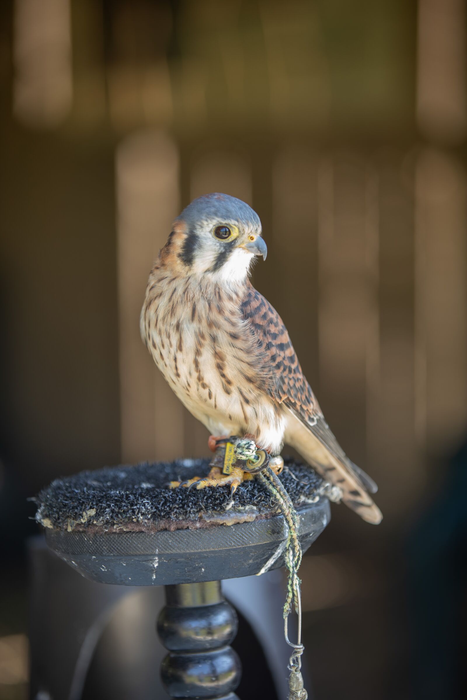 Canon EOS 5D Mark IV sample photo. Bird, hawk, perched photography