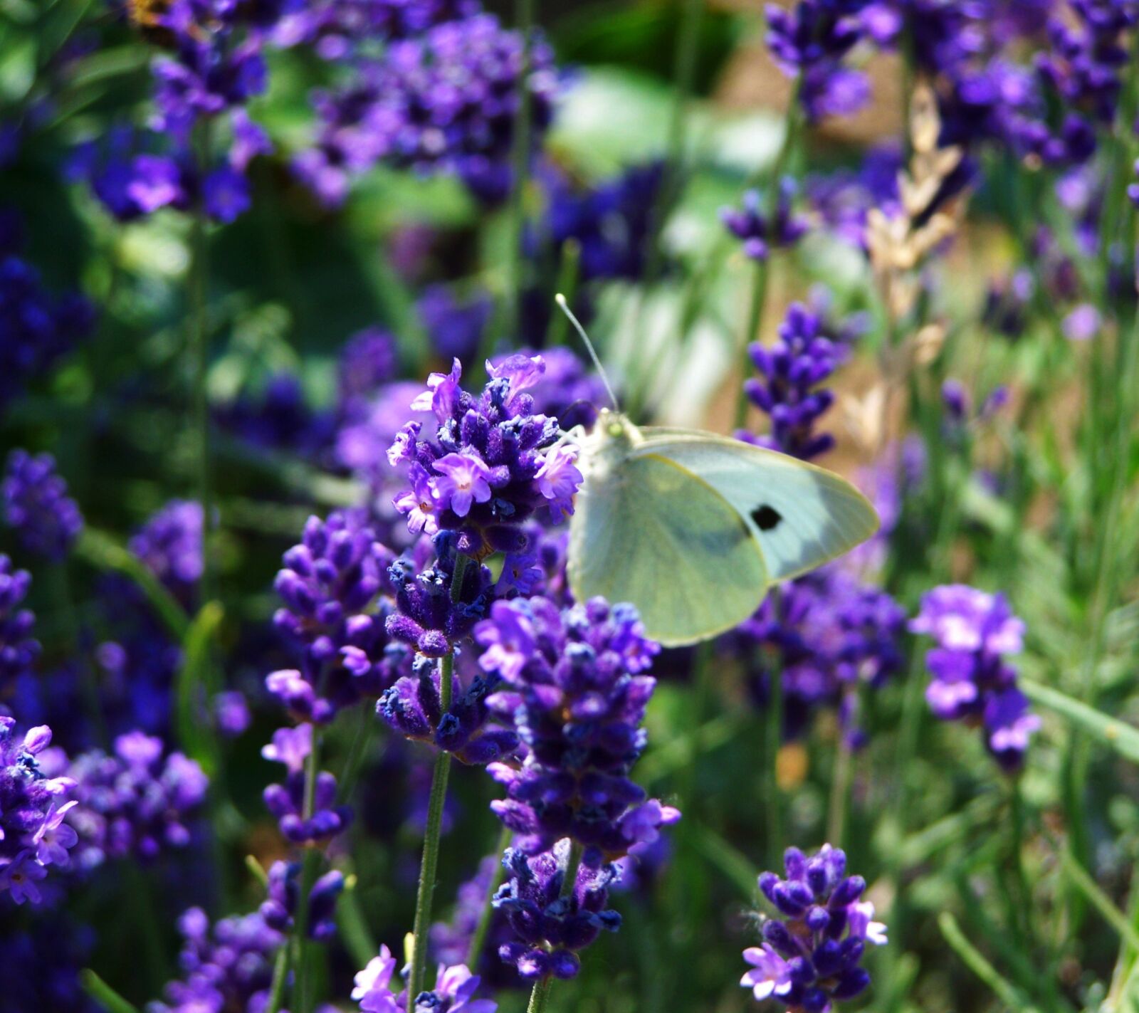 Kodak EASYSHARE ZD710 ZOOM DIGITAL CAMERA sample photo. Lavender, purple flower, summer photography