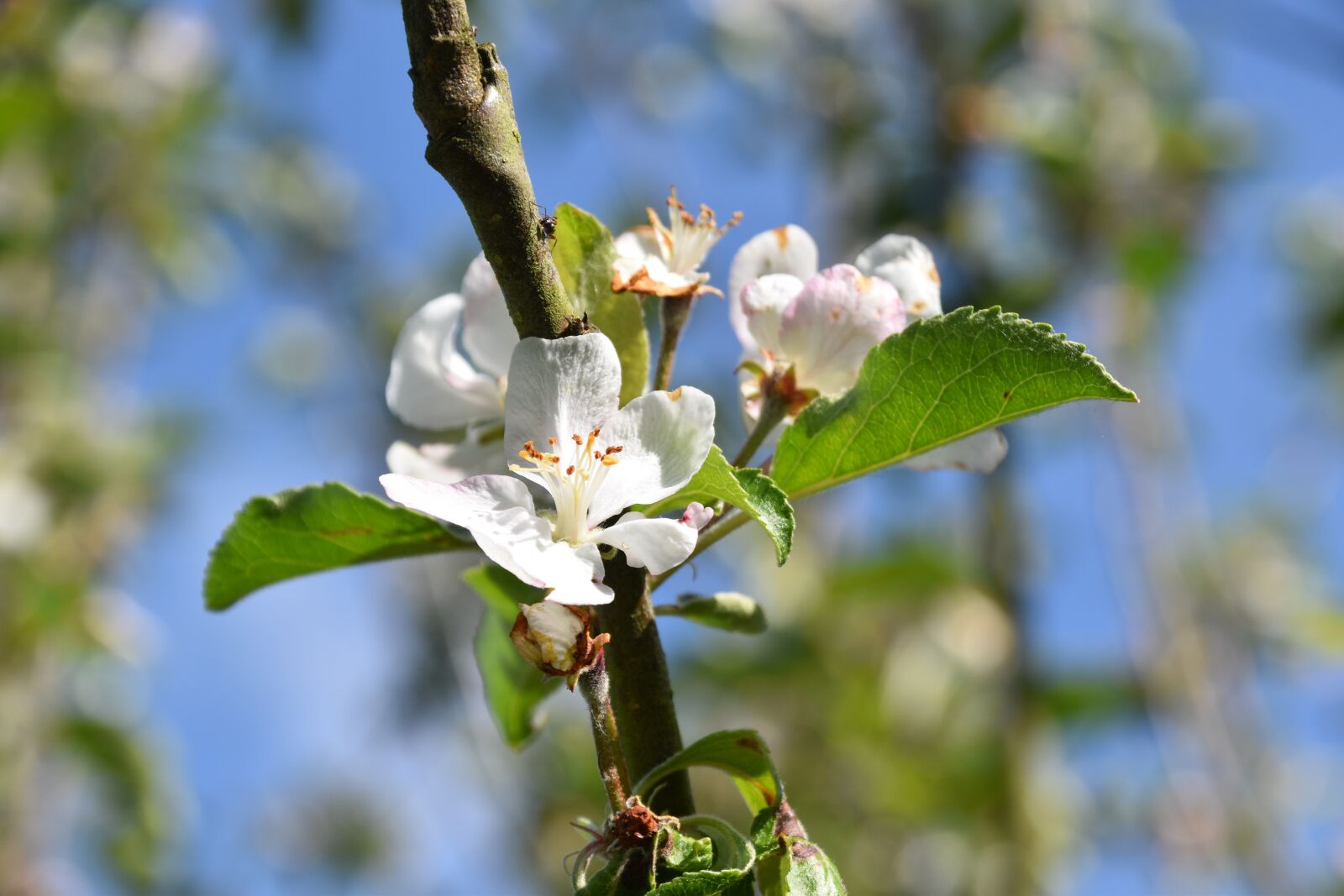 Nikon D5600 sample photo. Flower, flowers of apple photography