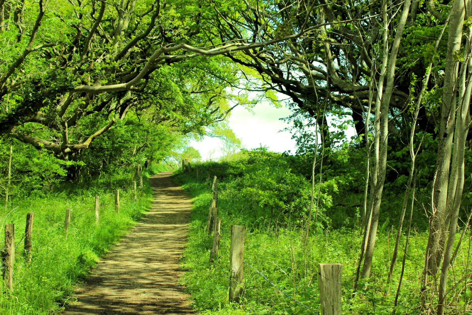 Canon EOS 600D (Rebel EOS T3i / EOS Kiss X5) sample photo. Forest path, summer, green photography