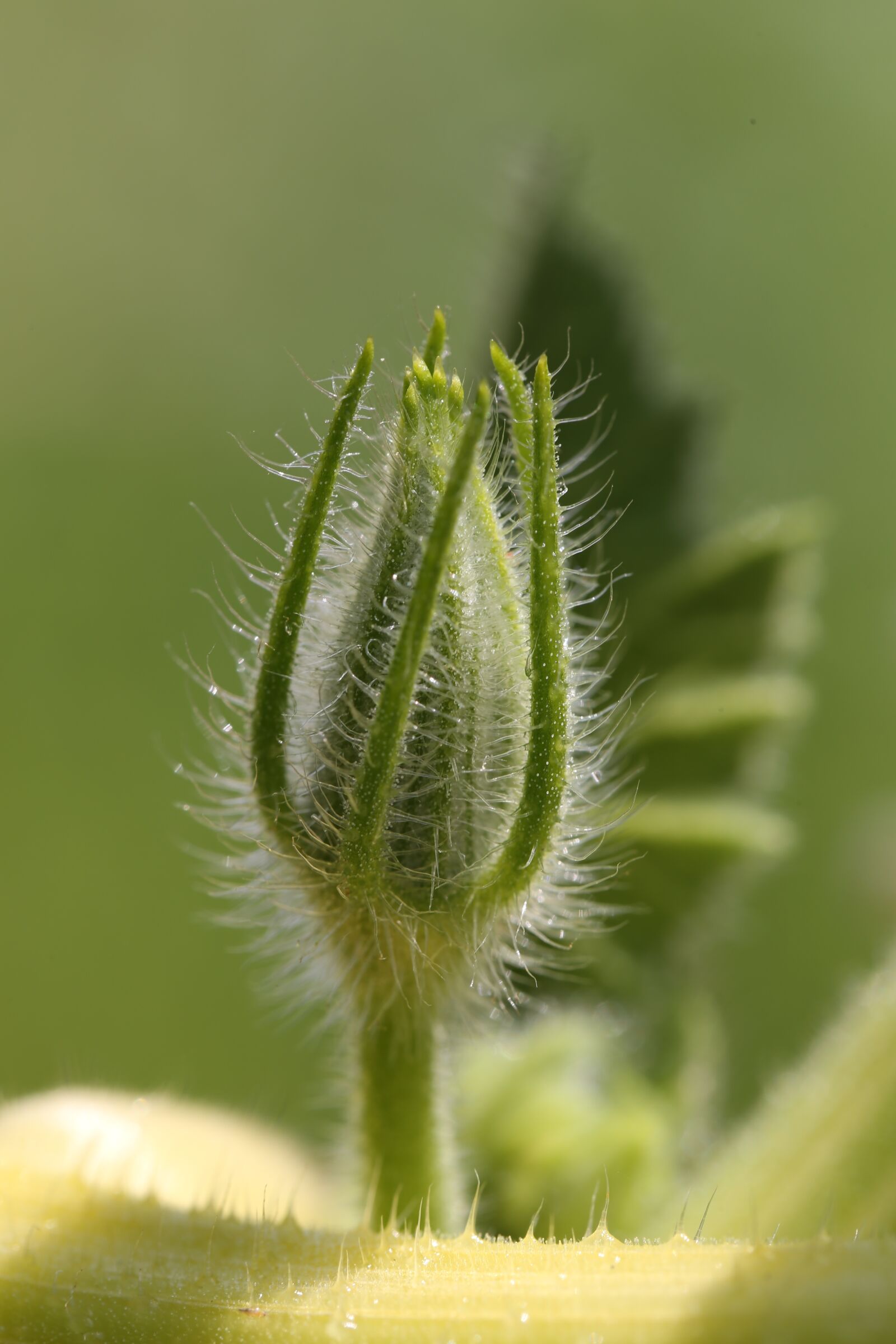Canon EF 100mm F2.8L Macro IS USM sample photo. Blossom, bloom, pumpkin photography