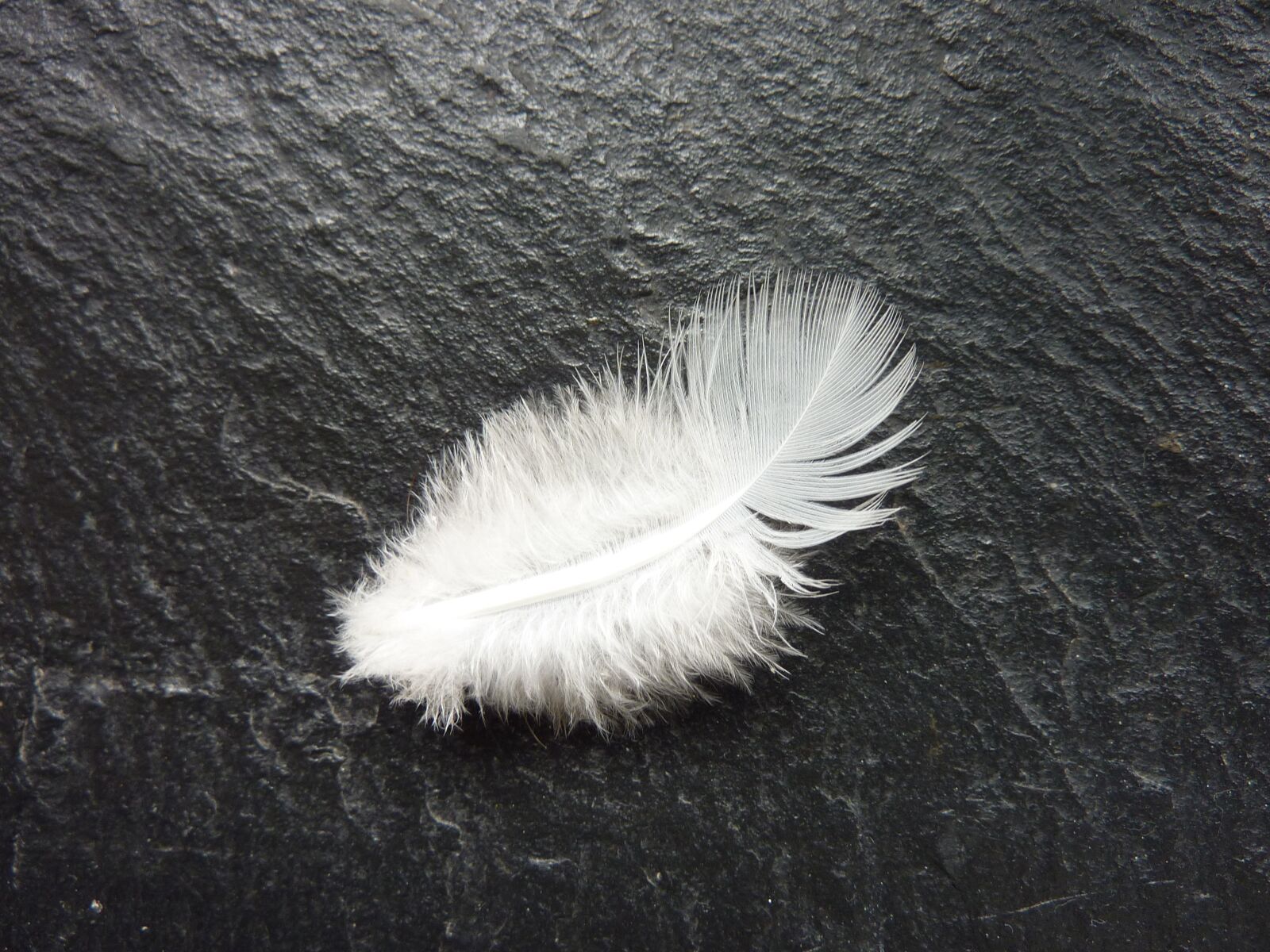Panasonic DMC-TZ7 sample photo. Feather, white, slightly photography