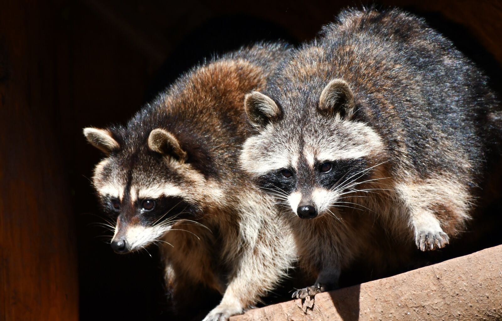 Nikon D7500 sample photo. Raccoons, zoo, nature photography