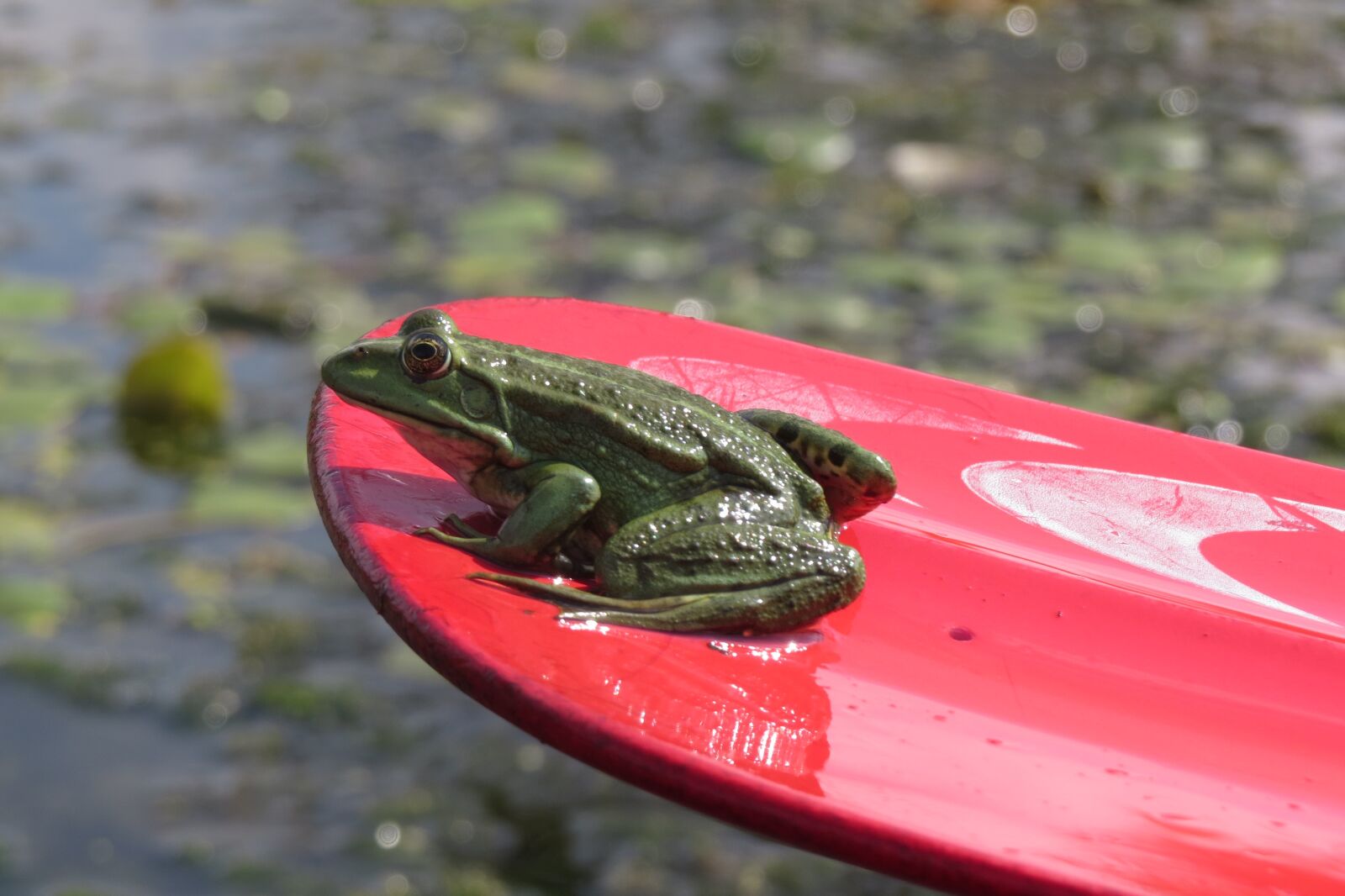 Canon PowerShot SX50 HS sample photo. Green frog, red paddle photography