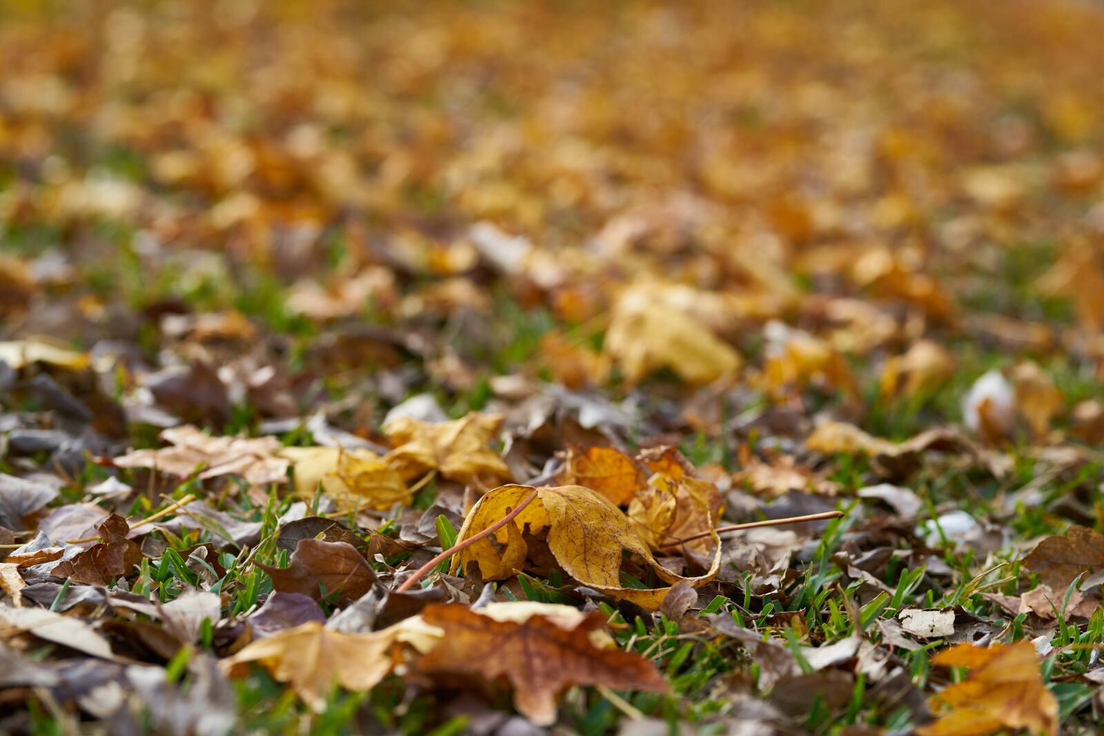 Sigma 85mm F1.4 DG HSM Art sample photo. Autumn, the leaves are photography