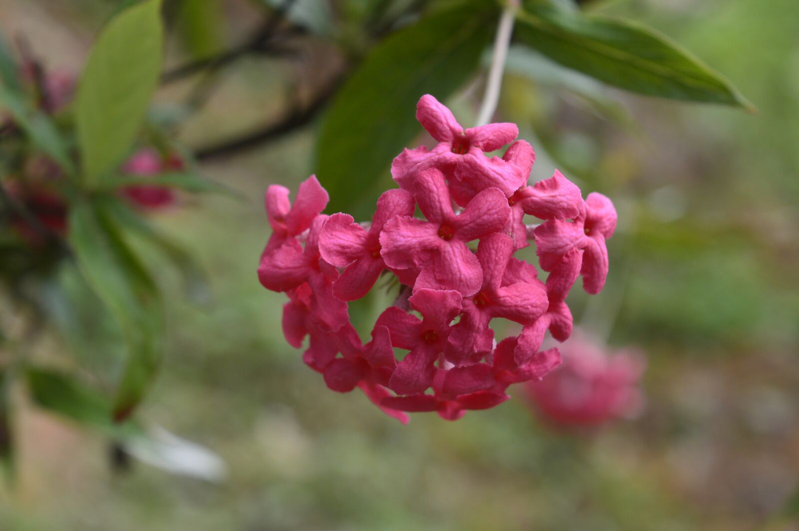 Nikon D3200 sample photo. Red flowers, red, flowers photography