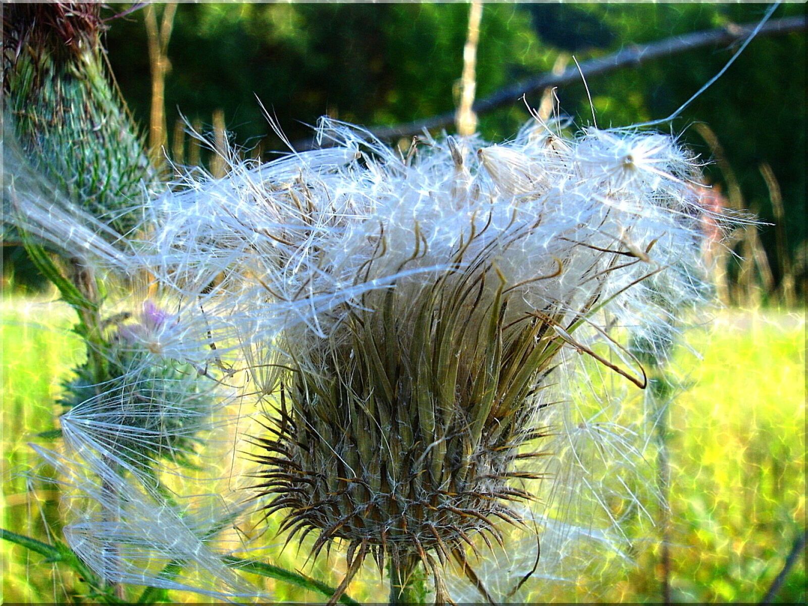 Sony DSC-P200 sample photo. Thistle, close up, prickly photography