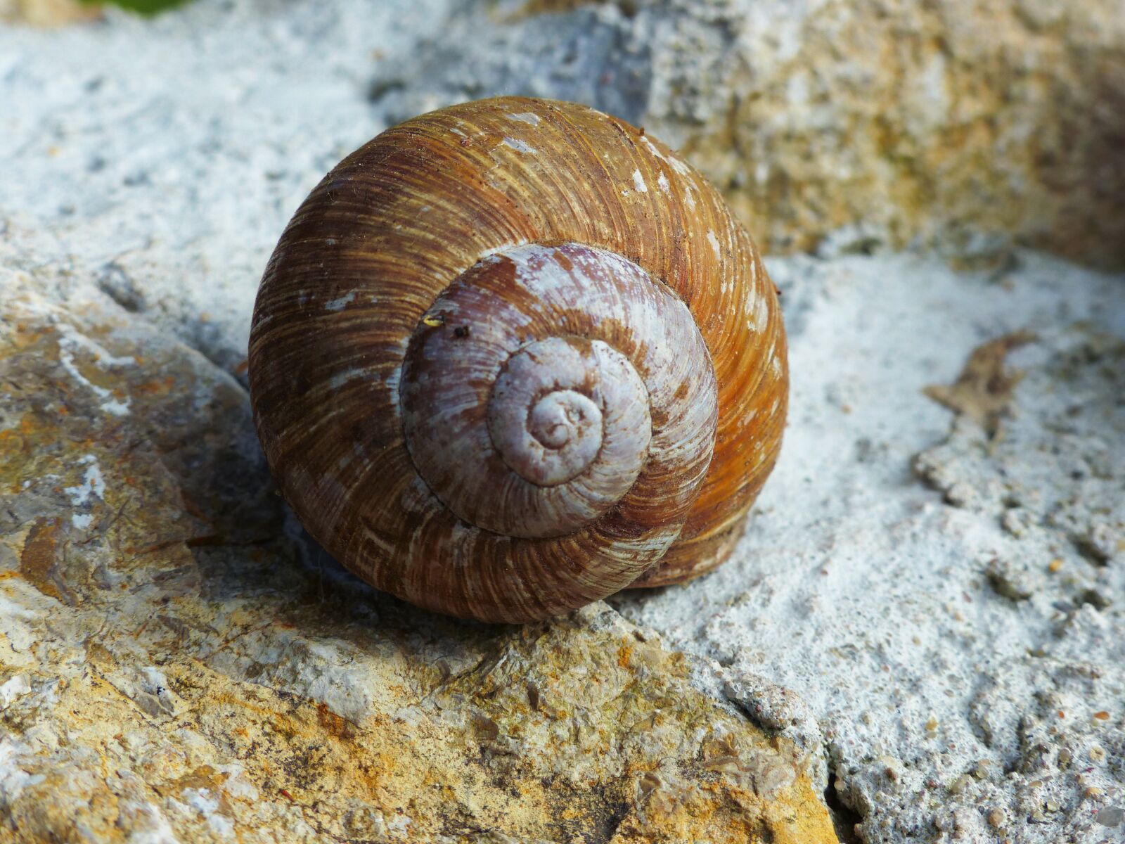 Panasonic Lumix DMC-FZ200 sample photo. Snail, shell, withdrawal photography