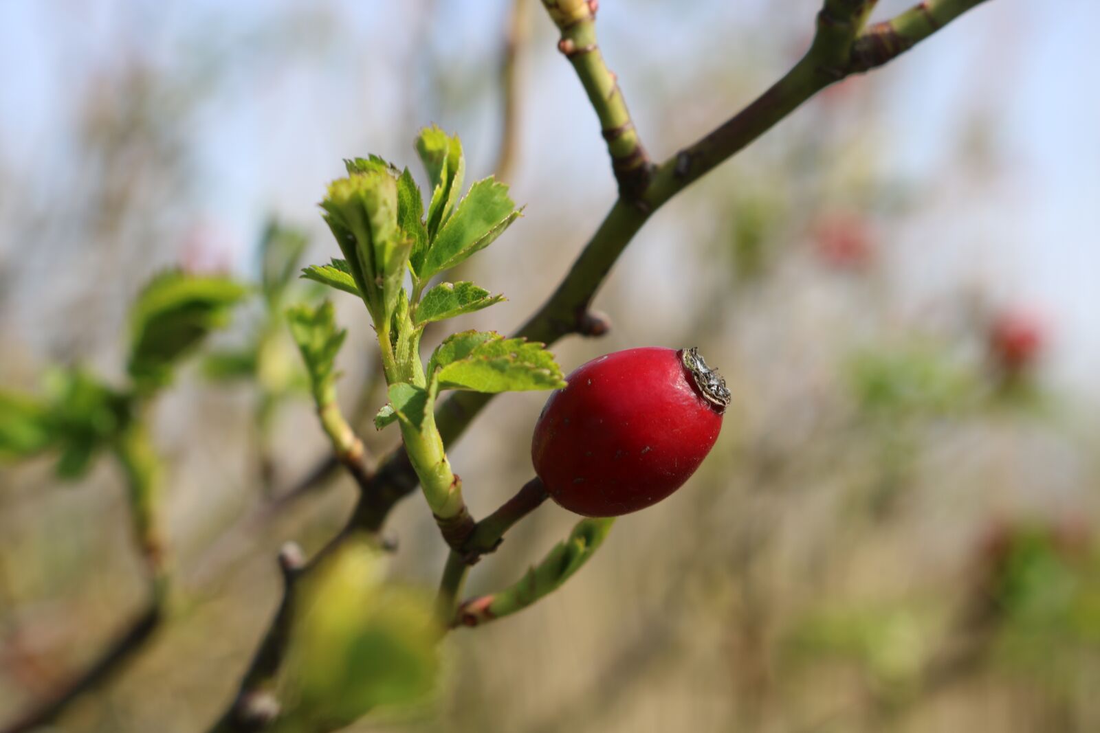 Canon EOS 750D (EOS Rebel T6i / EOS Kiss X8i) sample photo. Rose hips, red, nature photography
