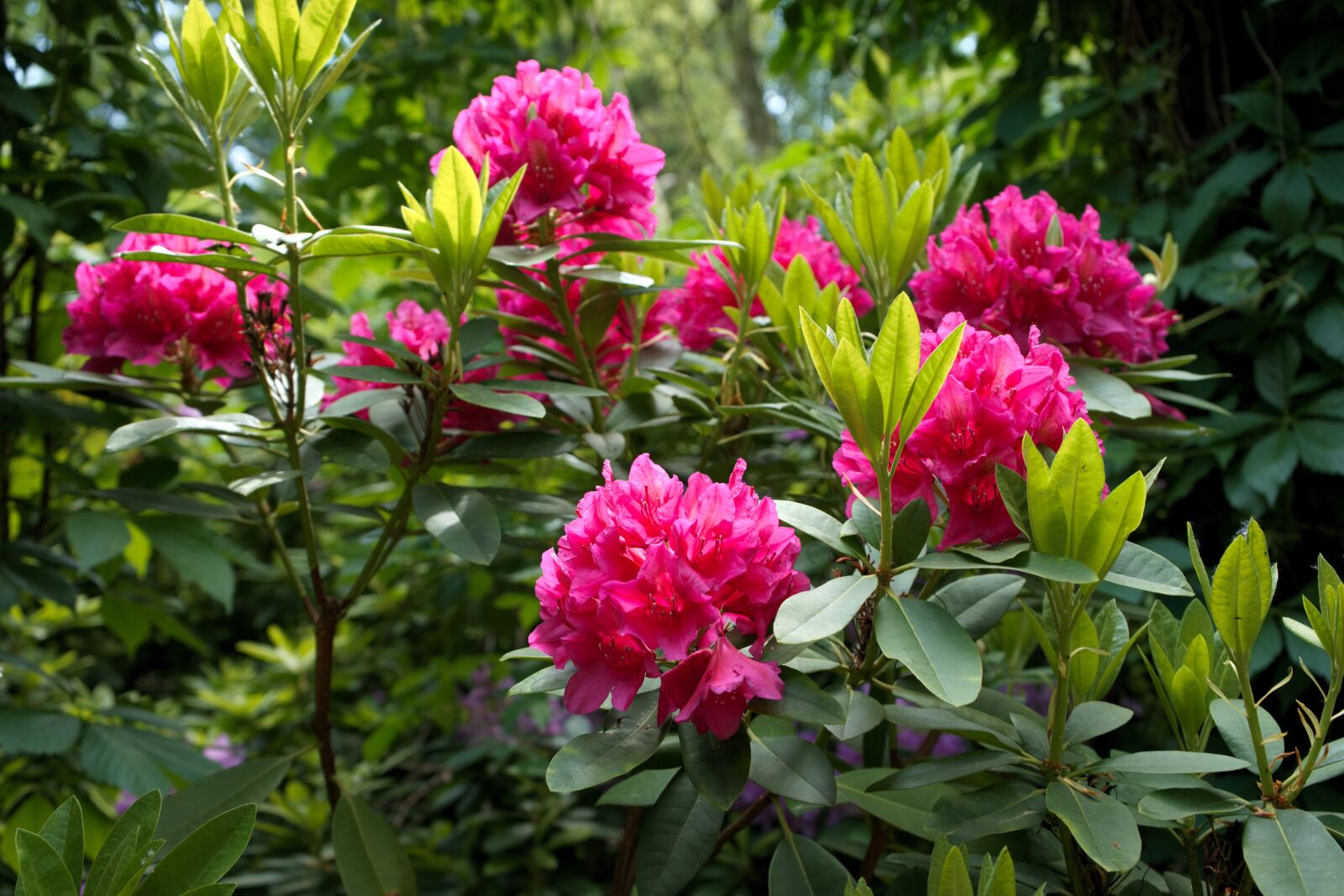 Sony a7 + Sony FE 28-70mm F3.5-5.6 OSS sample photo. Rhododendron, purple flower, plant photography