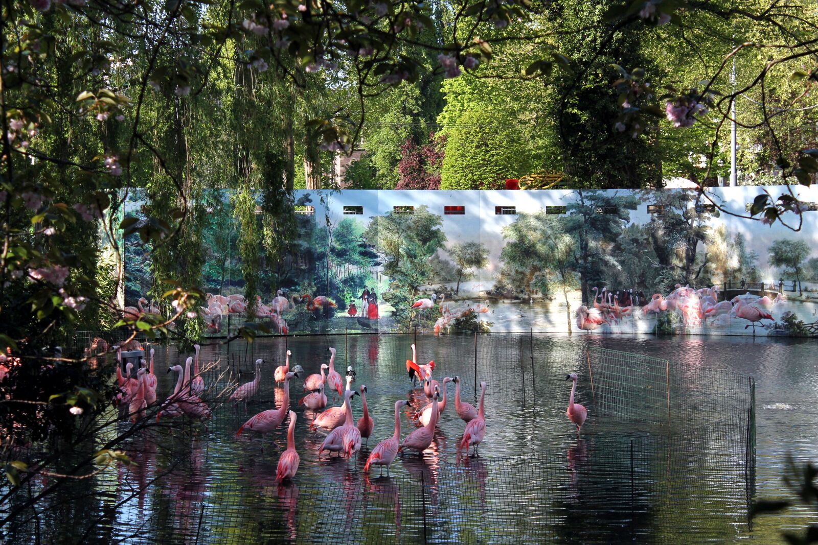 Canon EOS 1100D (EOS Rebel T3 / EOS Kiss X50) sample photo. Flamingo, flamingos, flamingoes photography