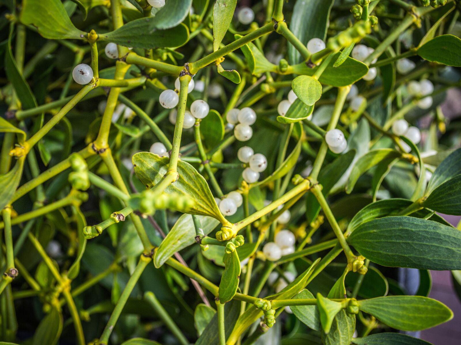 Nikon D3100 sample photo. Mistletoe, branch, parasite photography