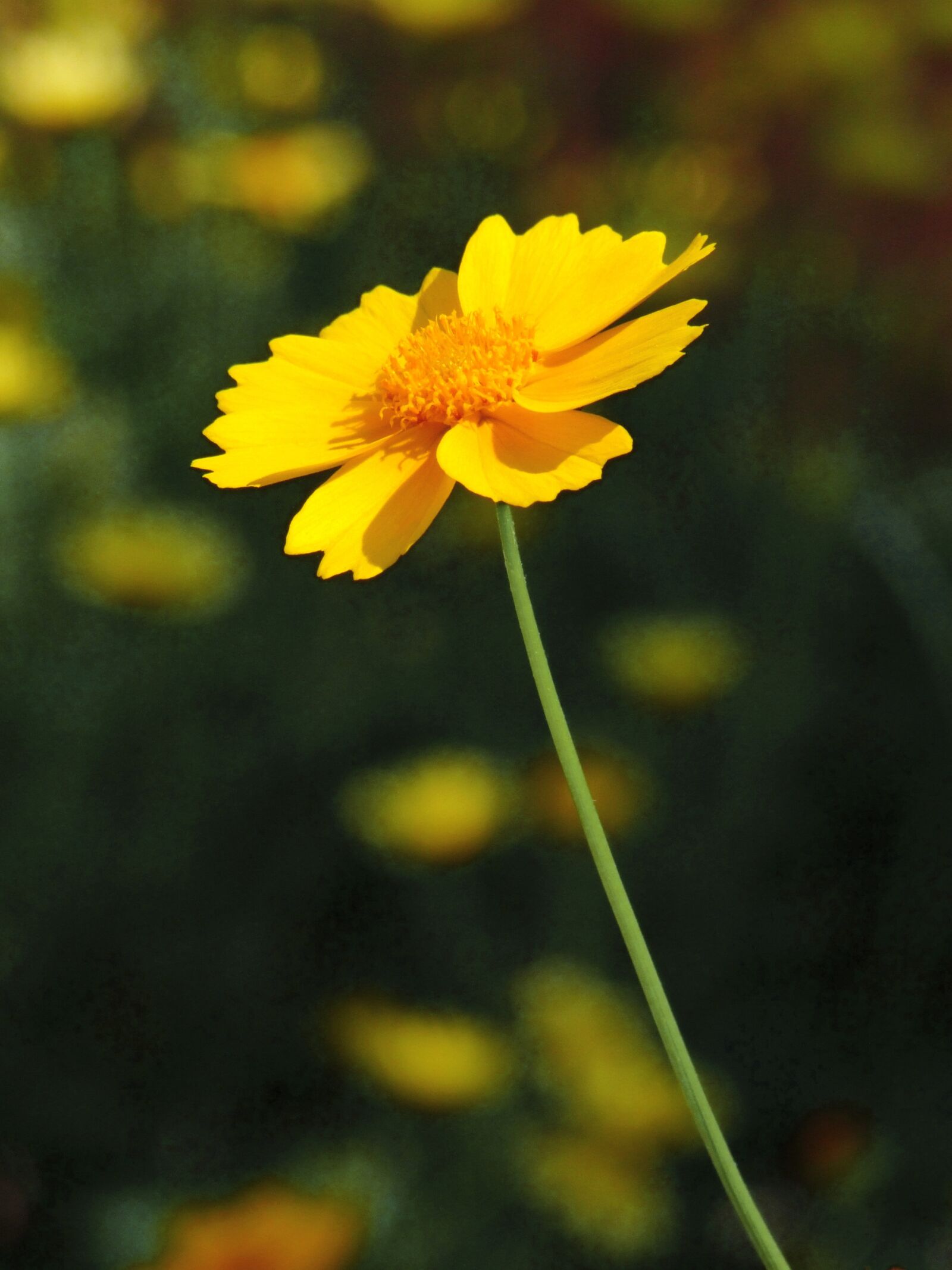 Fujifilm FinePix S100fs sample photo. Bride's eye, flower, yellow photography