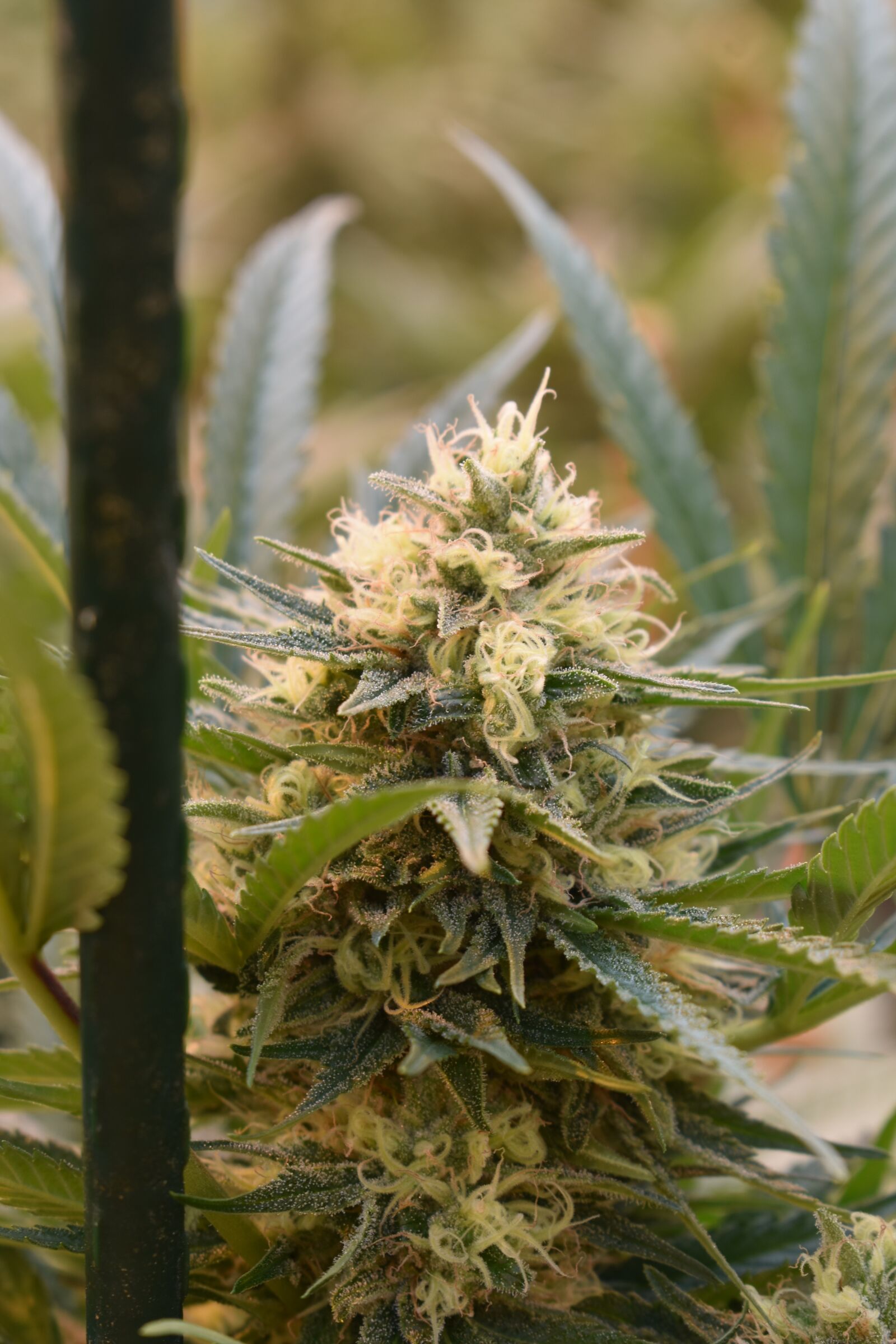 Nikon D3400 sample photo. Cannabis, cannabis flower, hemp photography