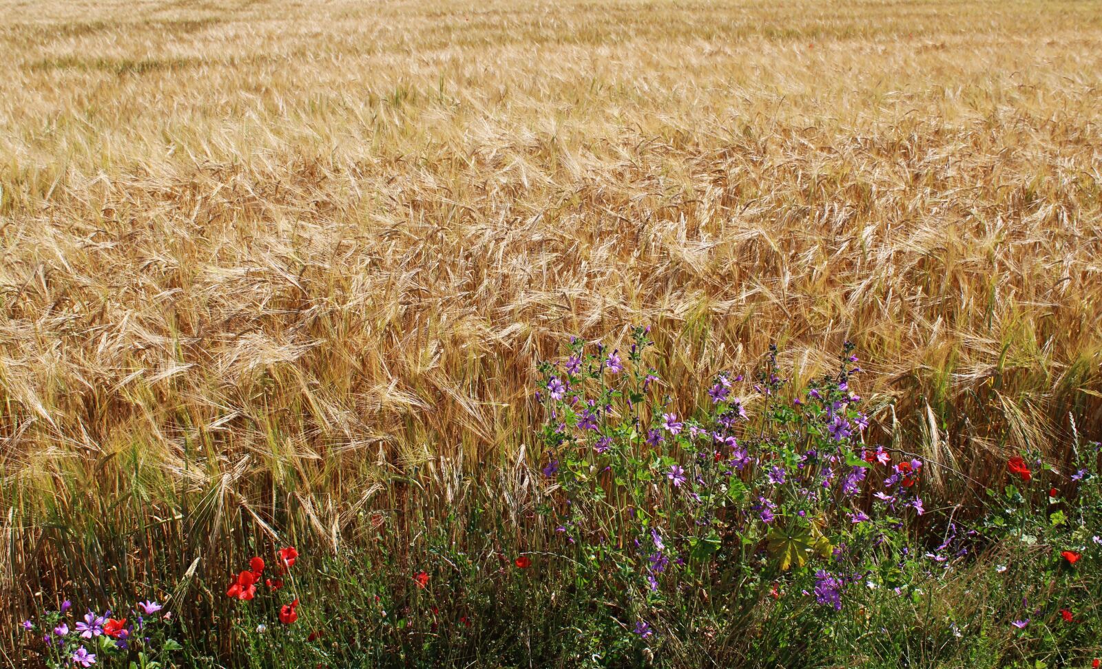Canon EOS 1200D (EOS Rebel T5 / EOS Kiss X70 / EOS Hi) sample photo. Fields, wheat, wheat fields photography