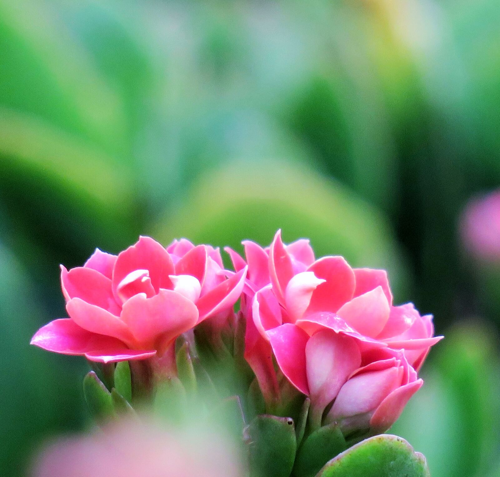 Canon PowerShot G3 X sample photo. Spend long jeon, nature photography