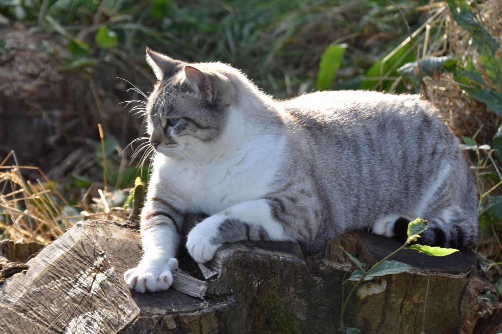 Nikon D5600 sample photo. Cat, feline, resting cat photography