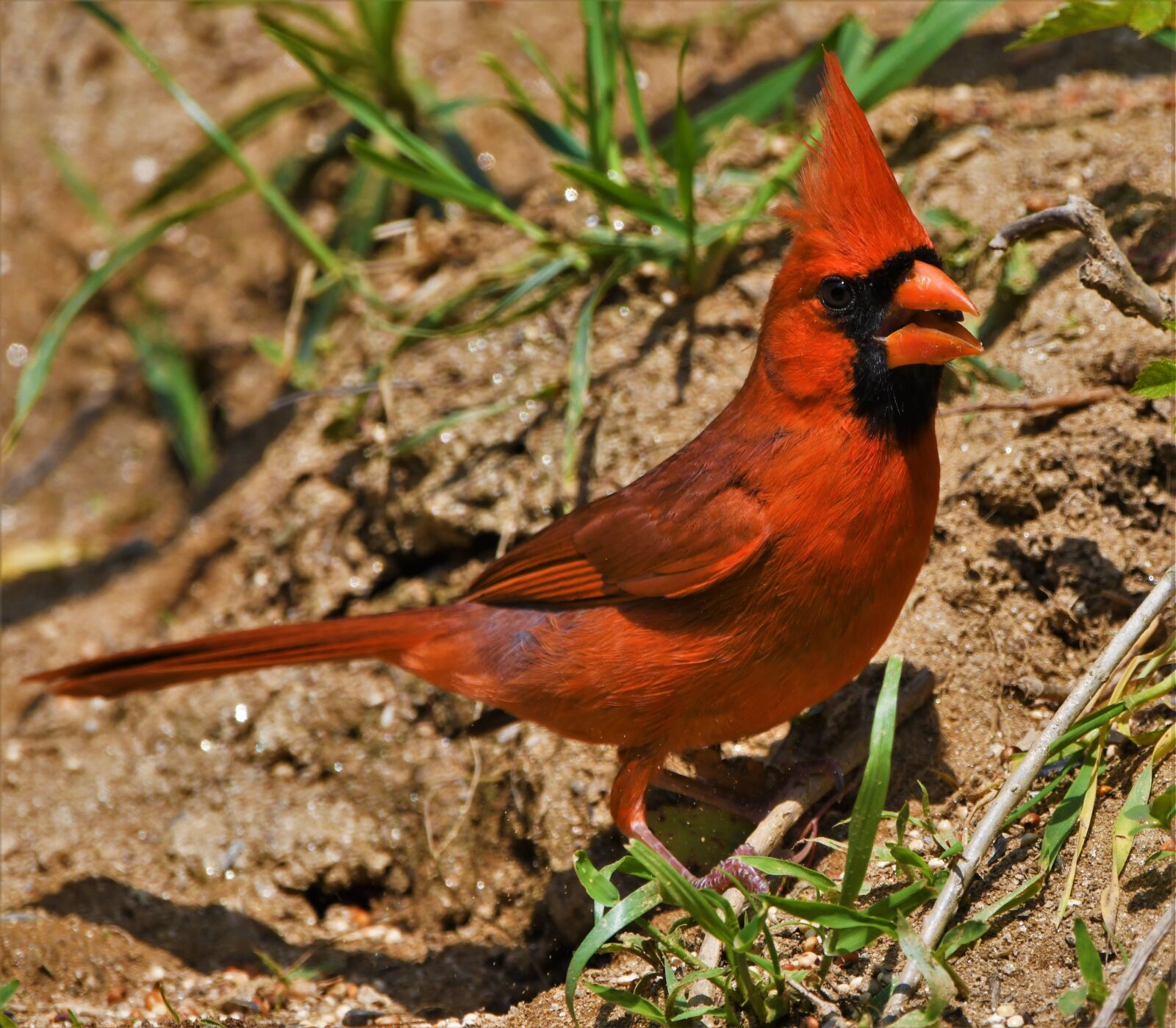 Nikon D850 sample photo. Bird, redbird, cardinal photography
