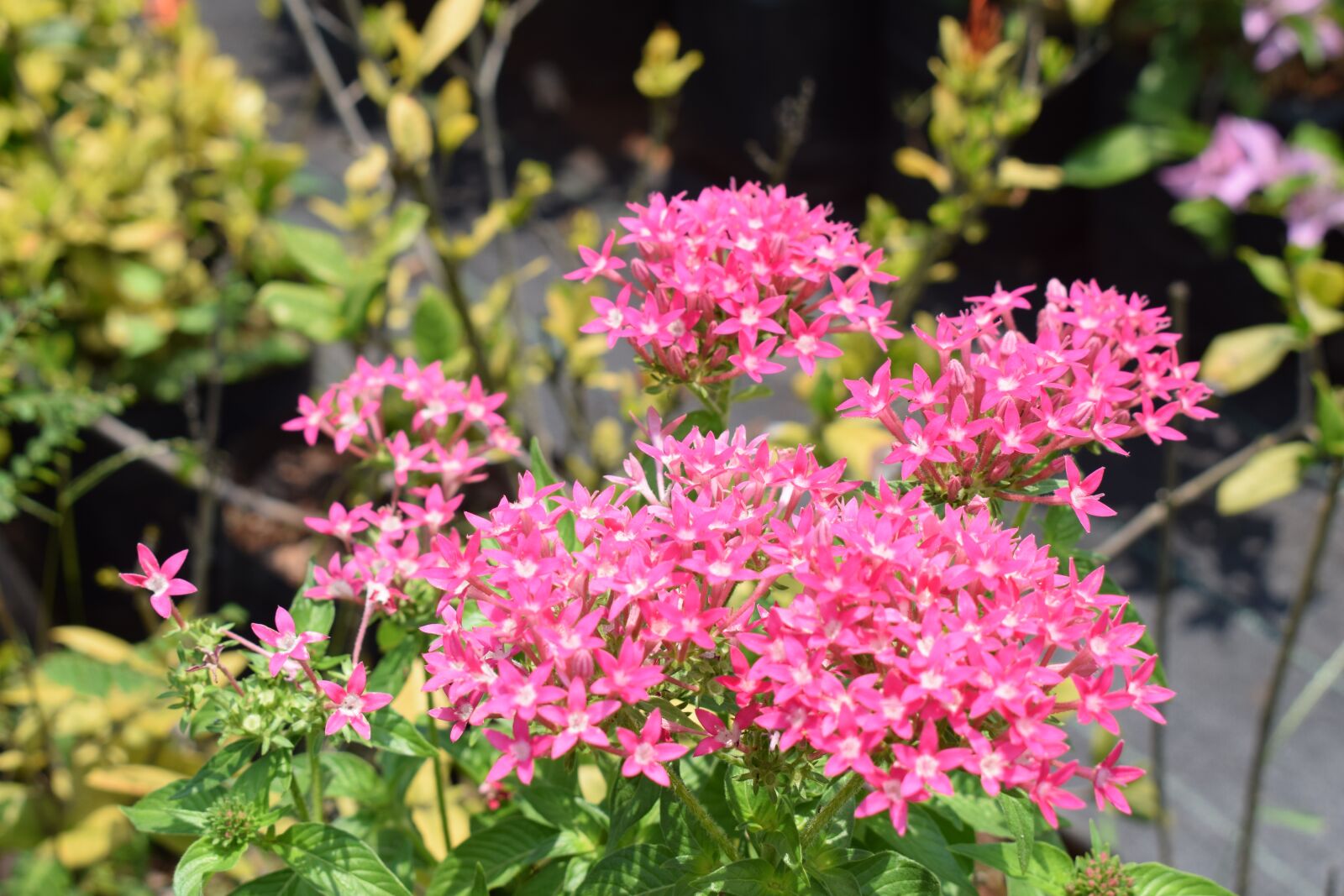 Nikon D5300 sample photo. Azalea flower, pink flower photography
