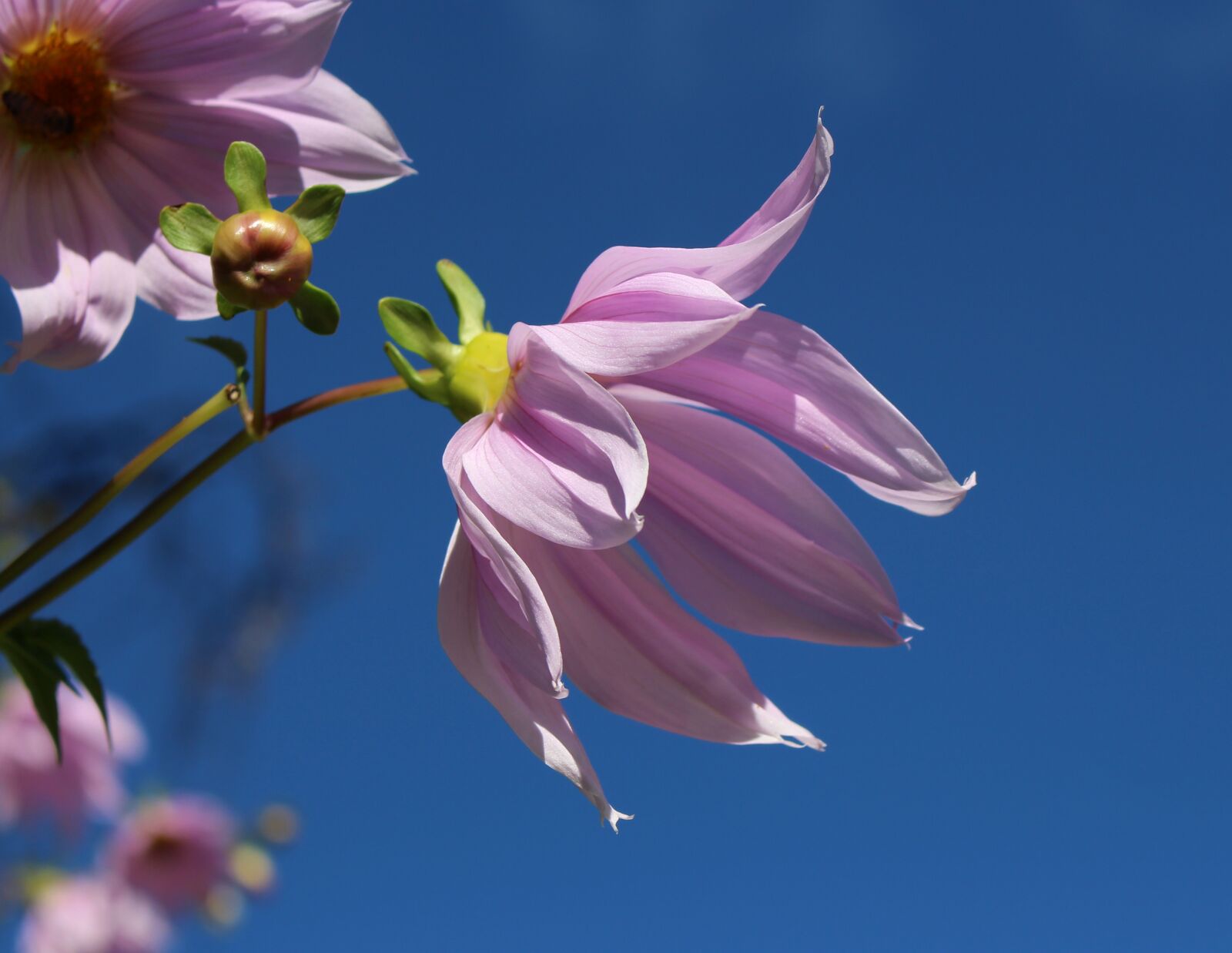 Canon EOS 700D (EOS Rebel T5i / EOS Kiss X7i) sample photo. Tree dahlia, flower, pink photography