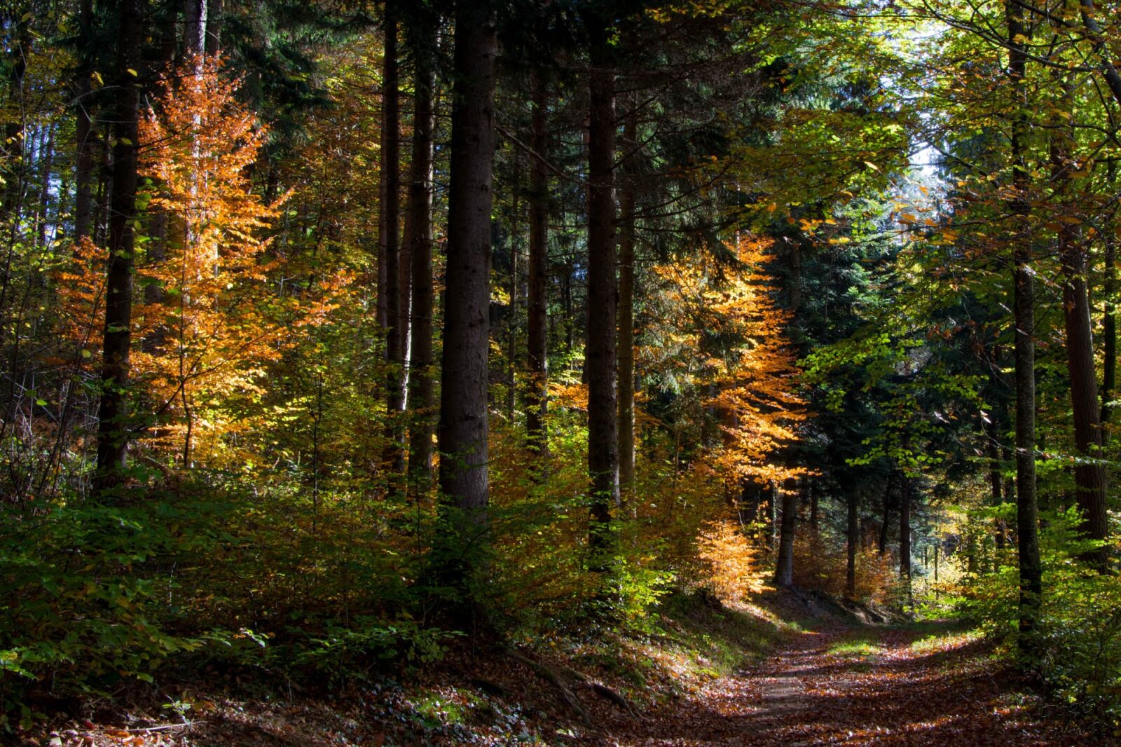 Nikon D7200 sample photo. Fall, forest, trees photography