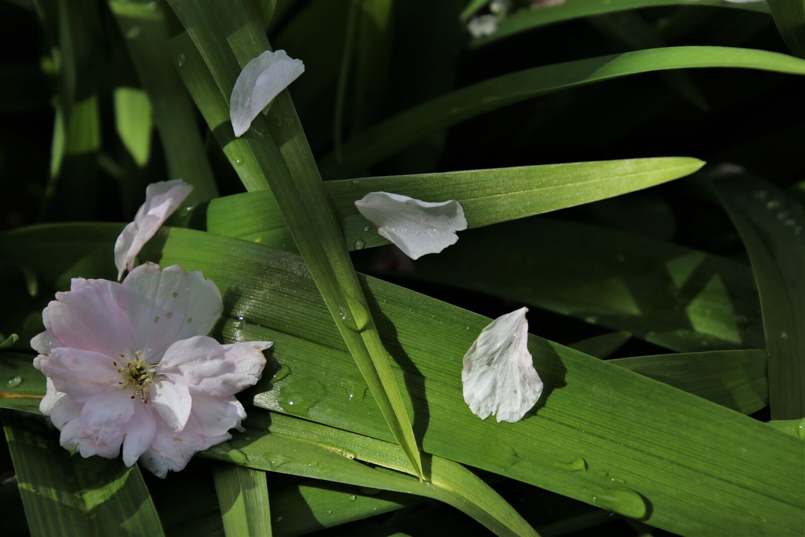 Canon EOS 80D sample photo. Delicate, green, bloom photography