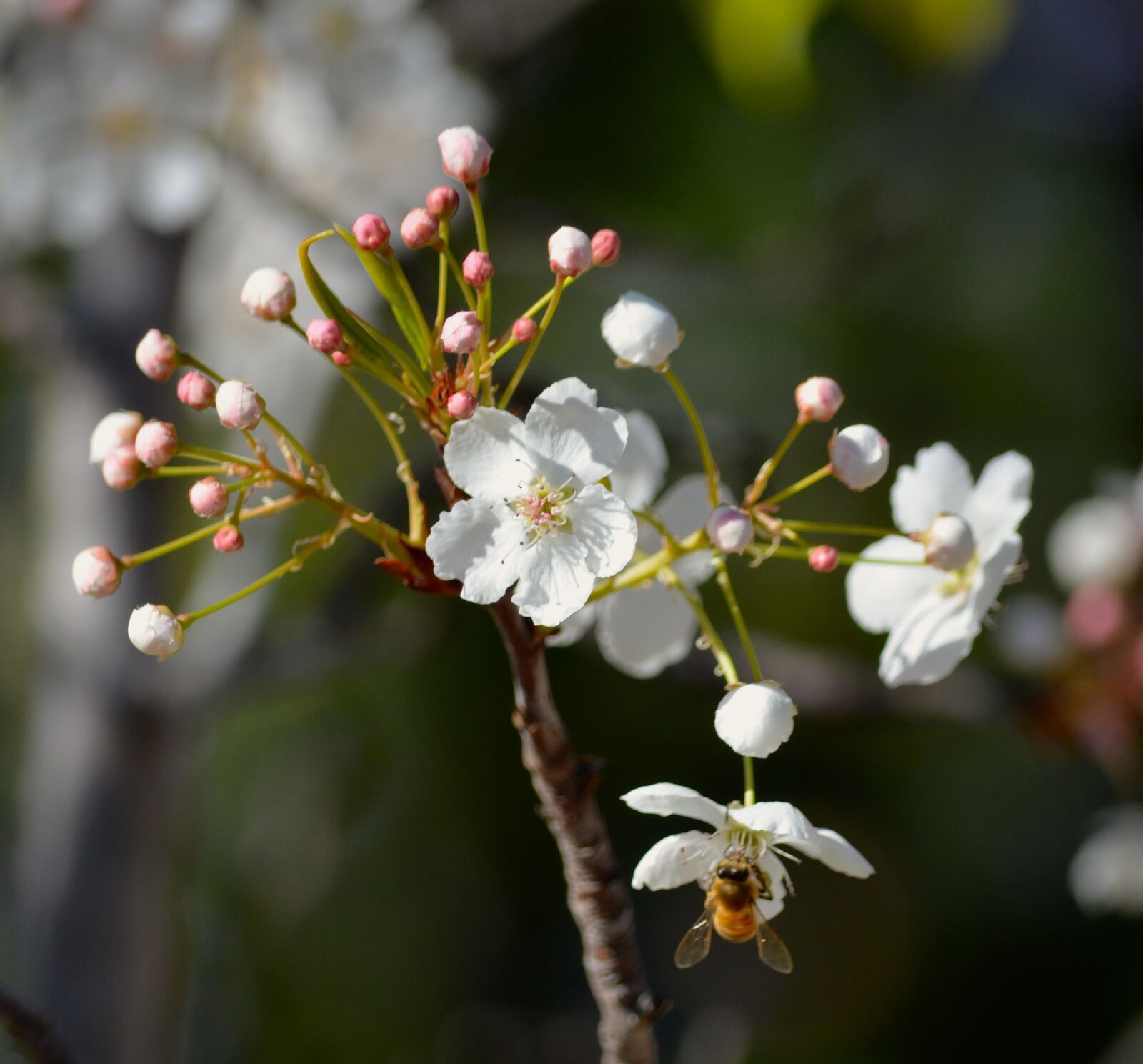 Nikon D5100 sample photo. Apple, blossom, apple, tree photography