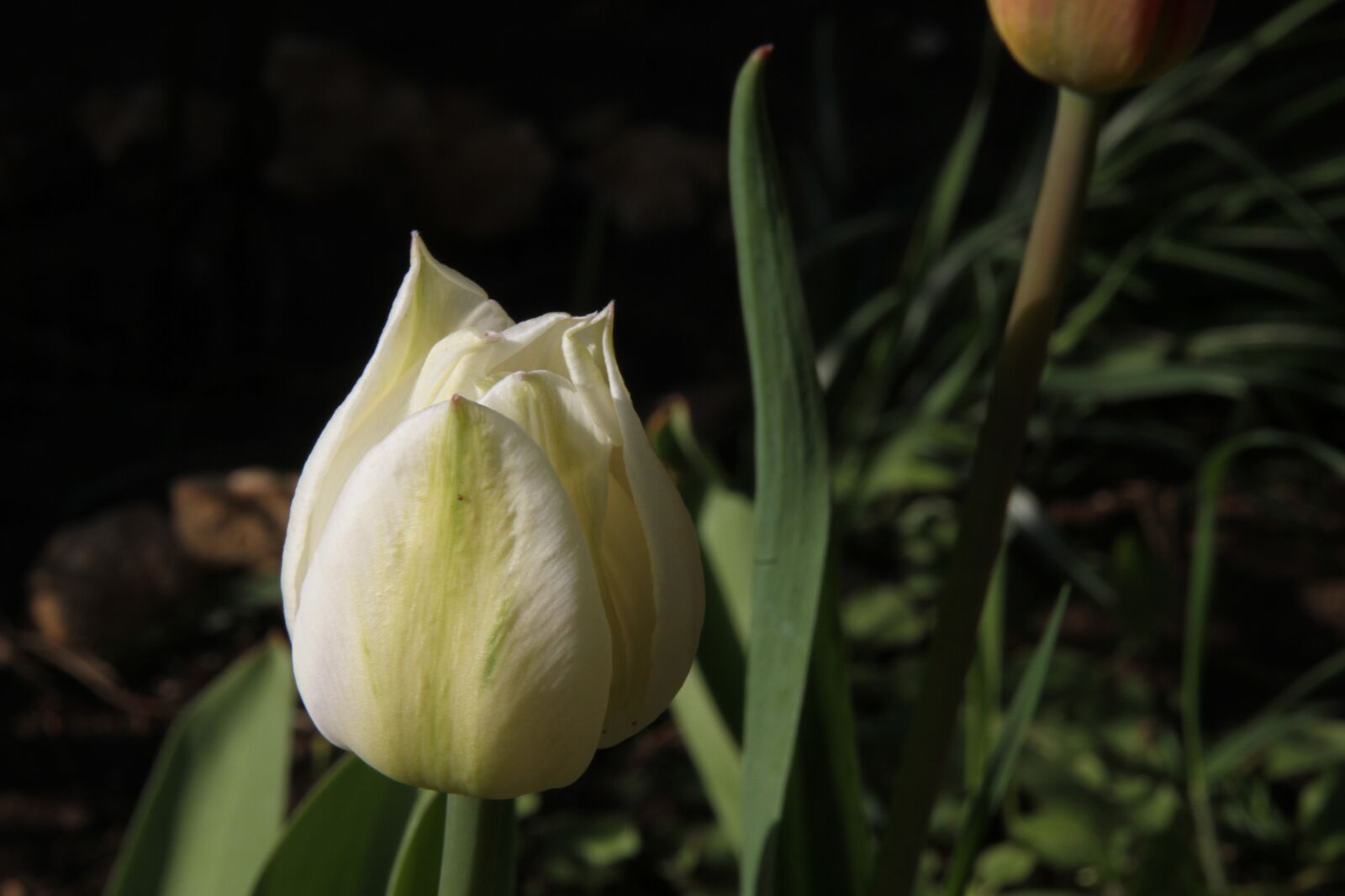 Canon EOS 7D sample photo. Flower, spring, garden photography