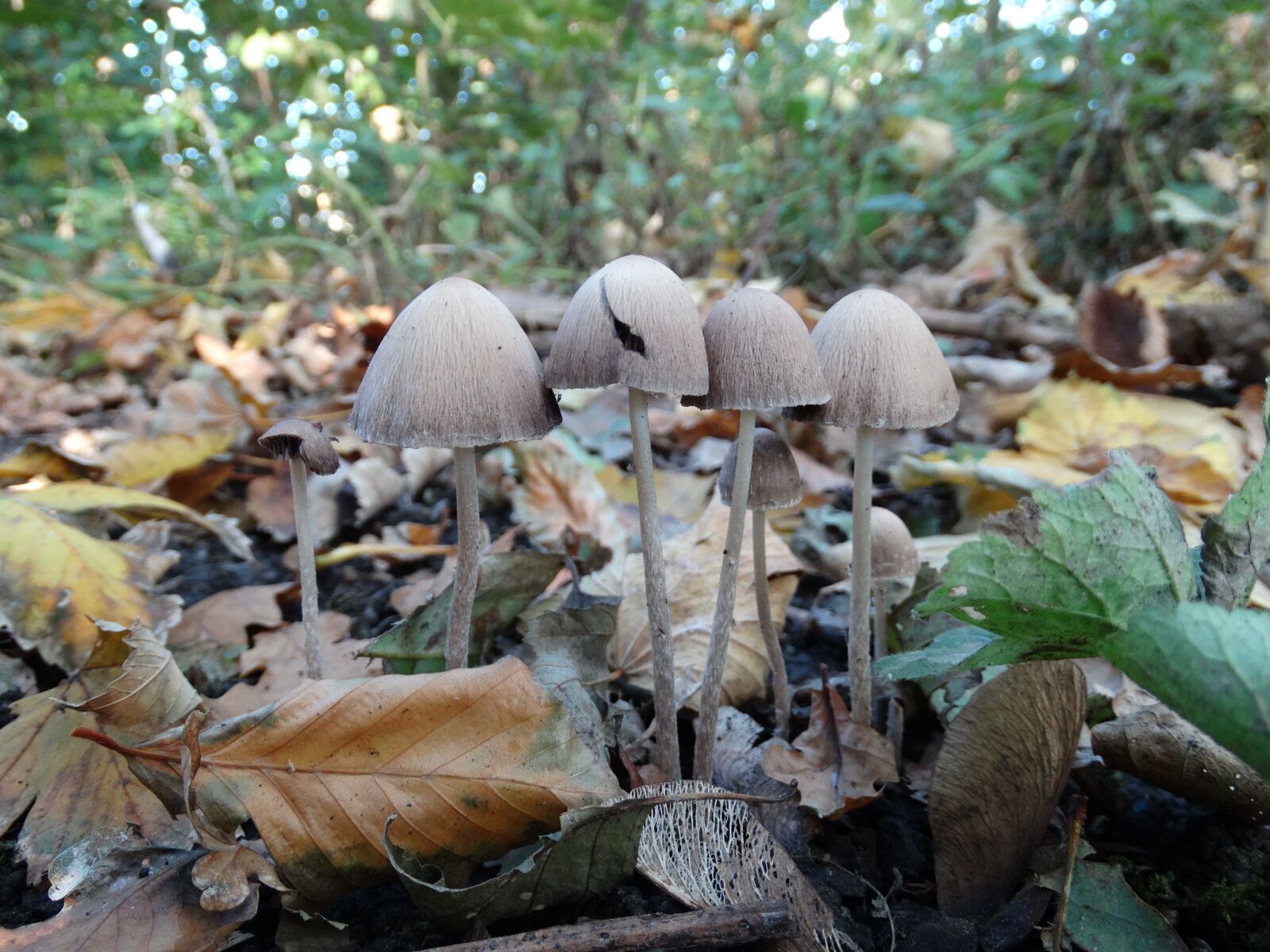 Sony Cyber-shot DSC-HX300 sample photo. Mushroom, nature, mushrooms photography