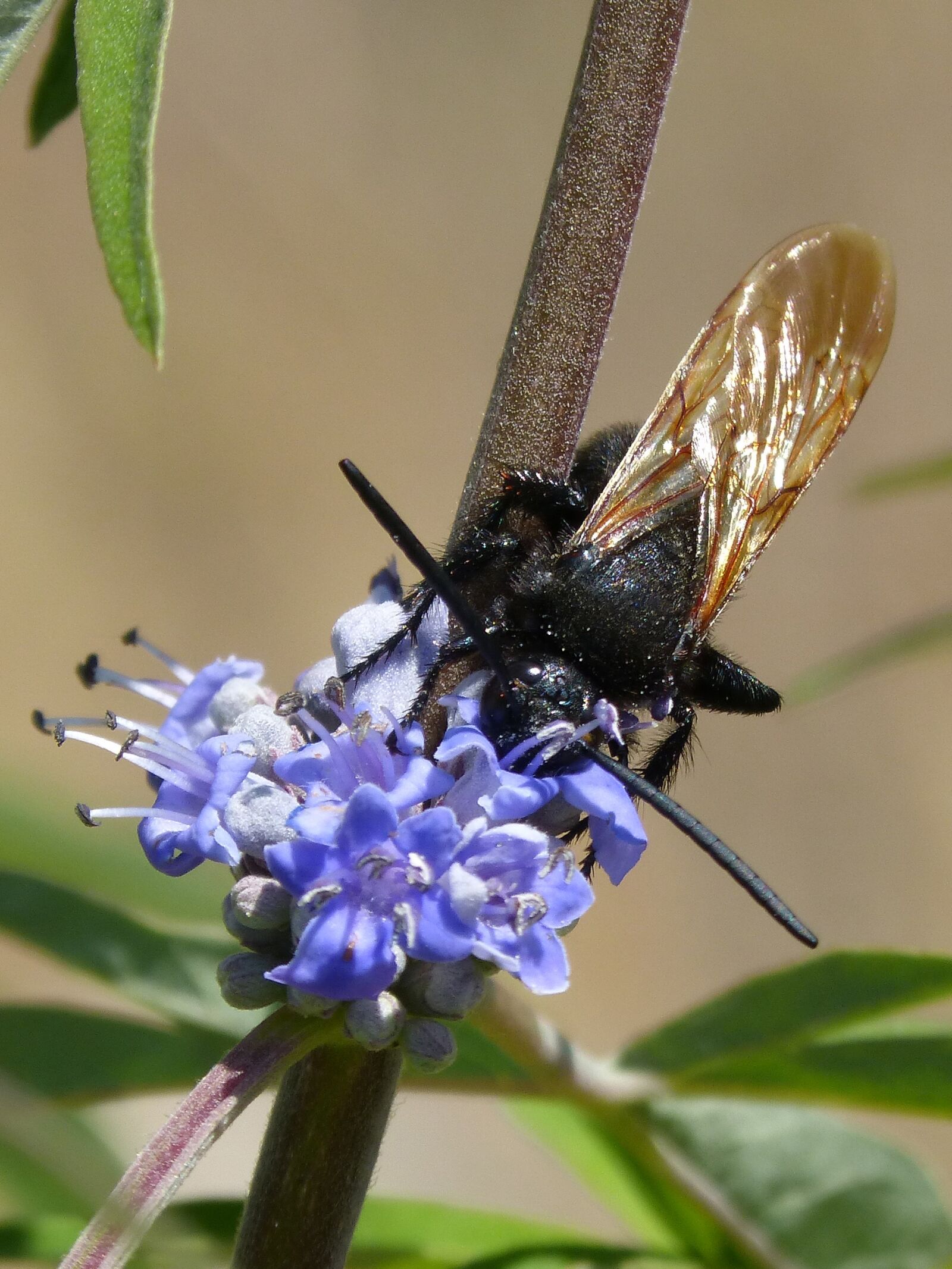 Panasonic DMC-FZ62 sample photo. Hornet, megascolia maculata, wild photography