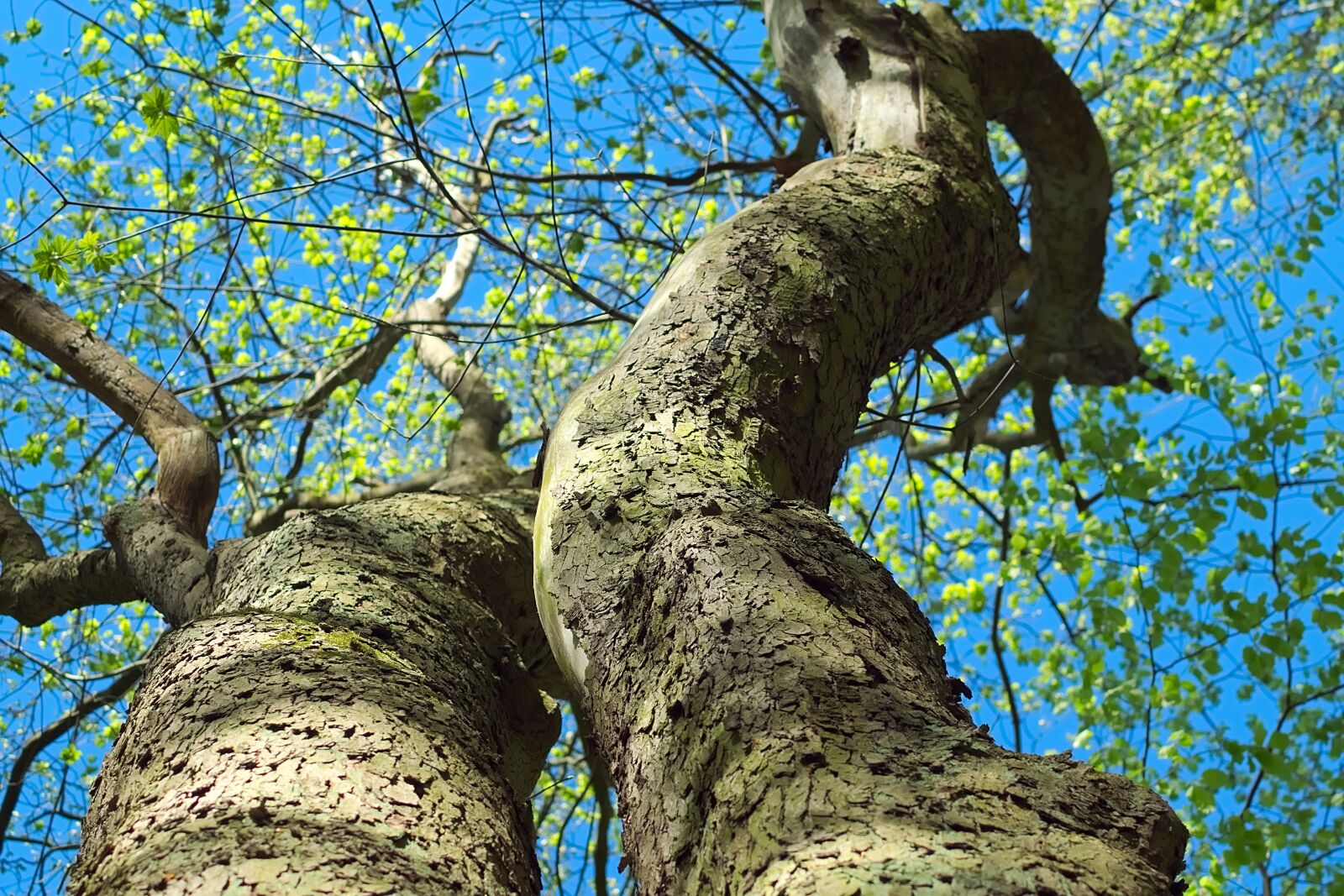 Nikon D3300 sample photo. Log, perspective, bark photography