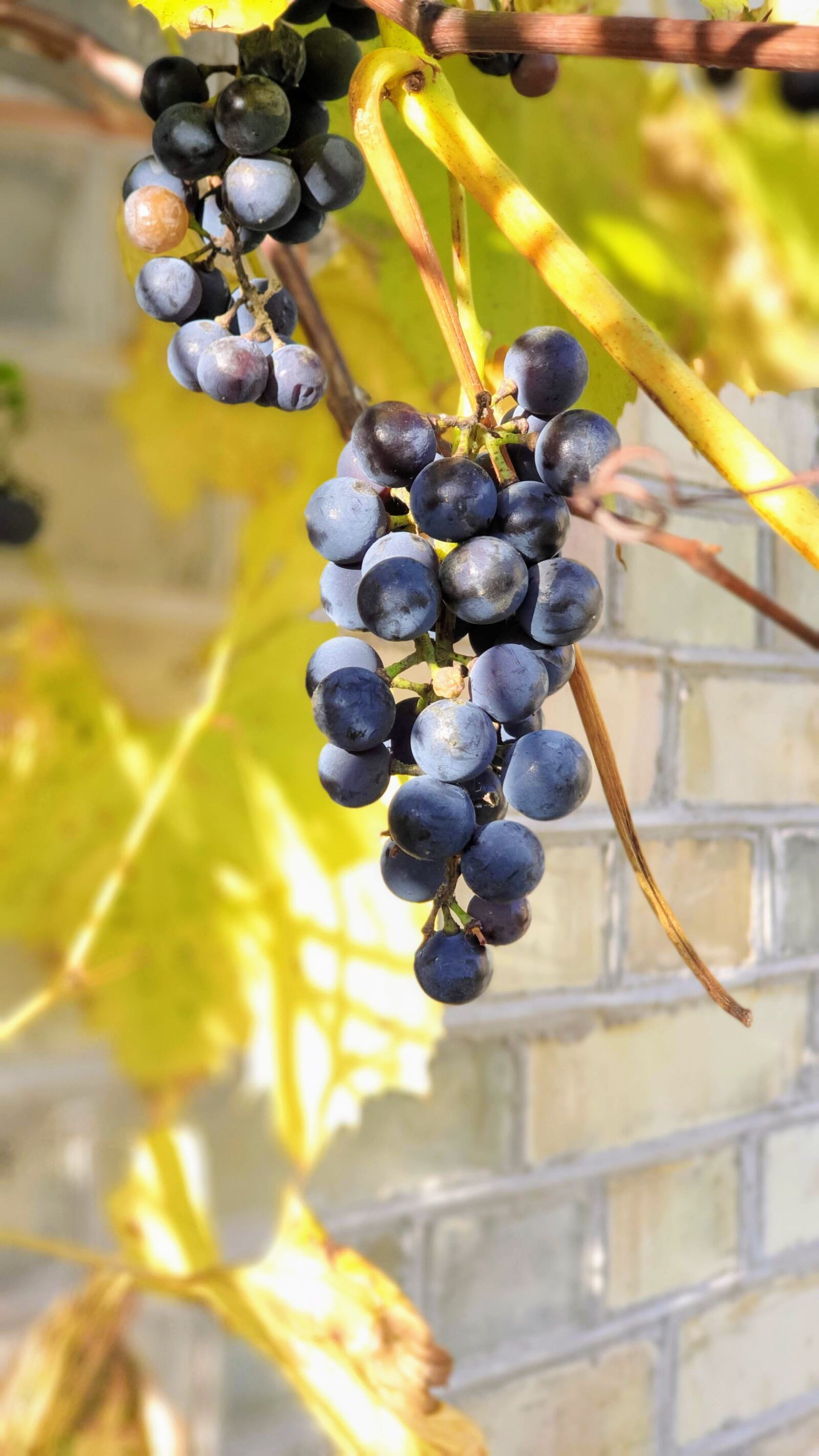 Samsung Galaxy S9+ sample photo. Grapes, cute, mature photography