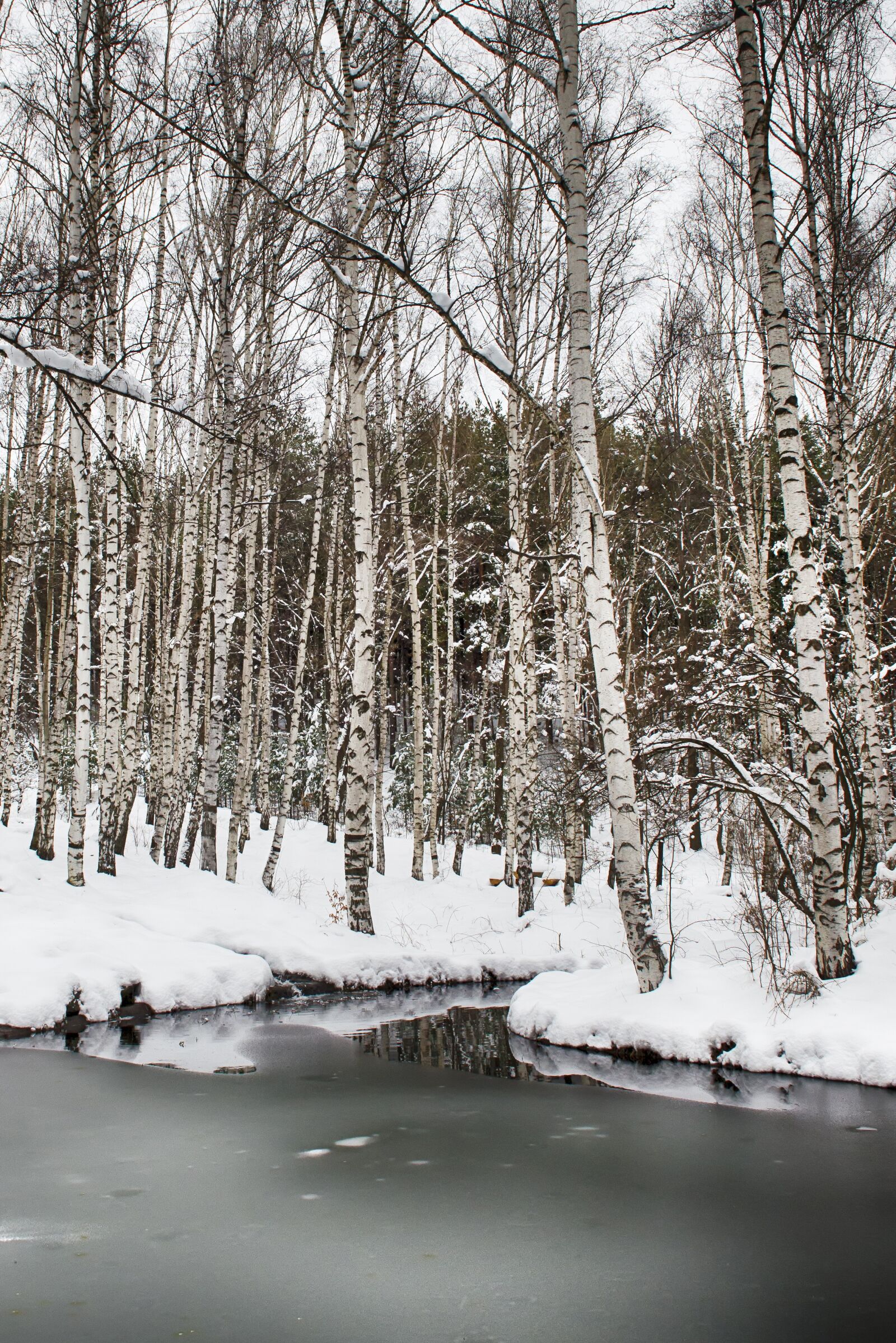 Nikon D5100 sample photo. Frozen pond, ice, birch photography