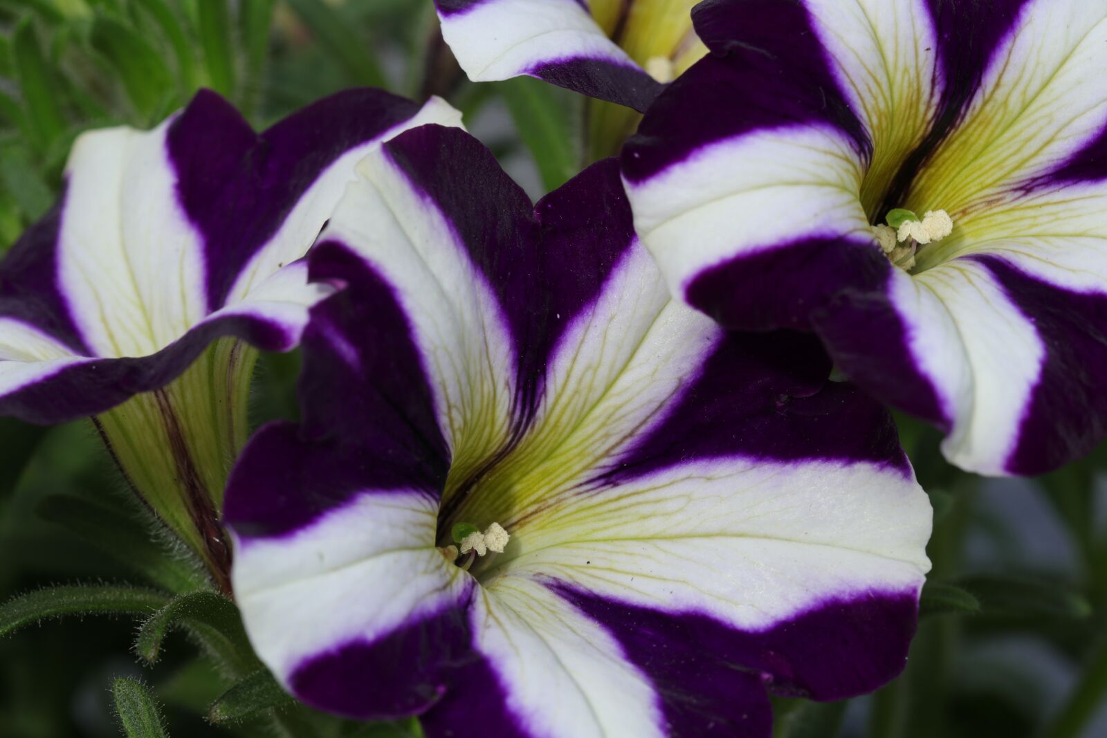 Canon EF 100mm F2.8L Macro IS USM sample photo. Petunia, flower, flowers photography