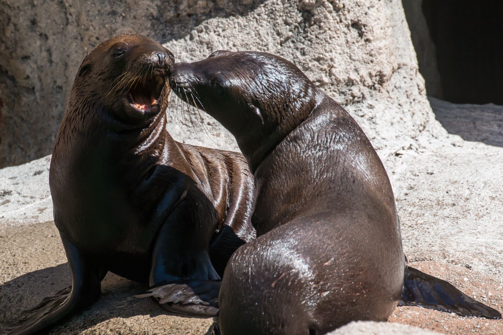 Canon EOS 70D + Canon EF 100-400mm F4.5-5.6L IS II USM sample photo. Sea lion, pup, baby photography