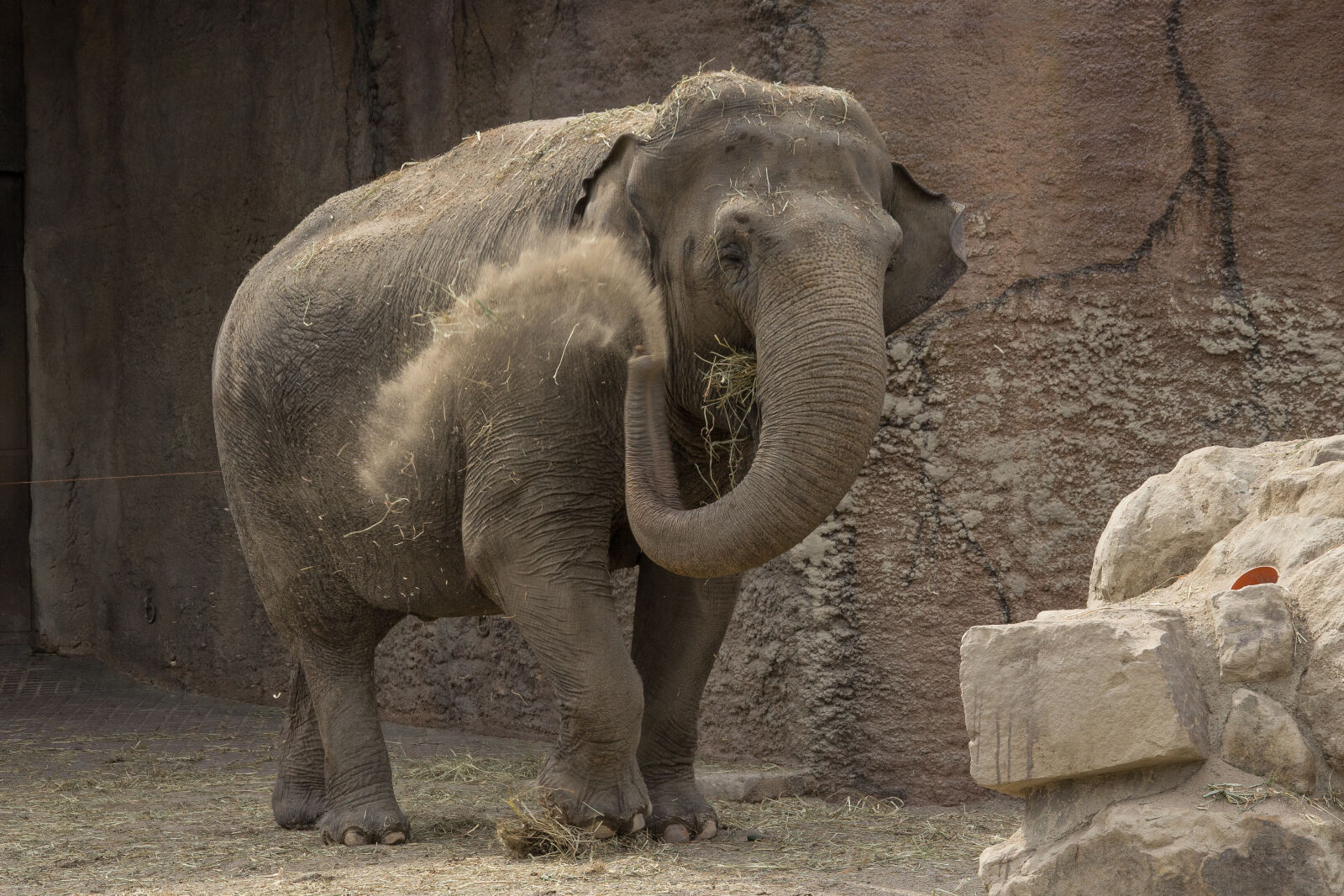 Canon EOS 60D + Sigma 18-200mm f/3.5-6.3 DC OS sample photo. Animals, elephant, zoo photography
