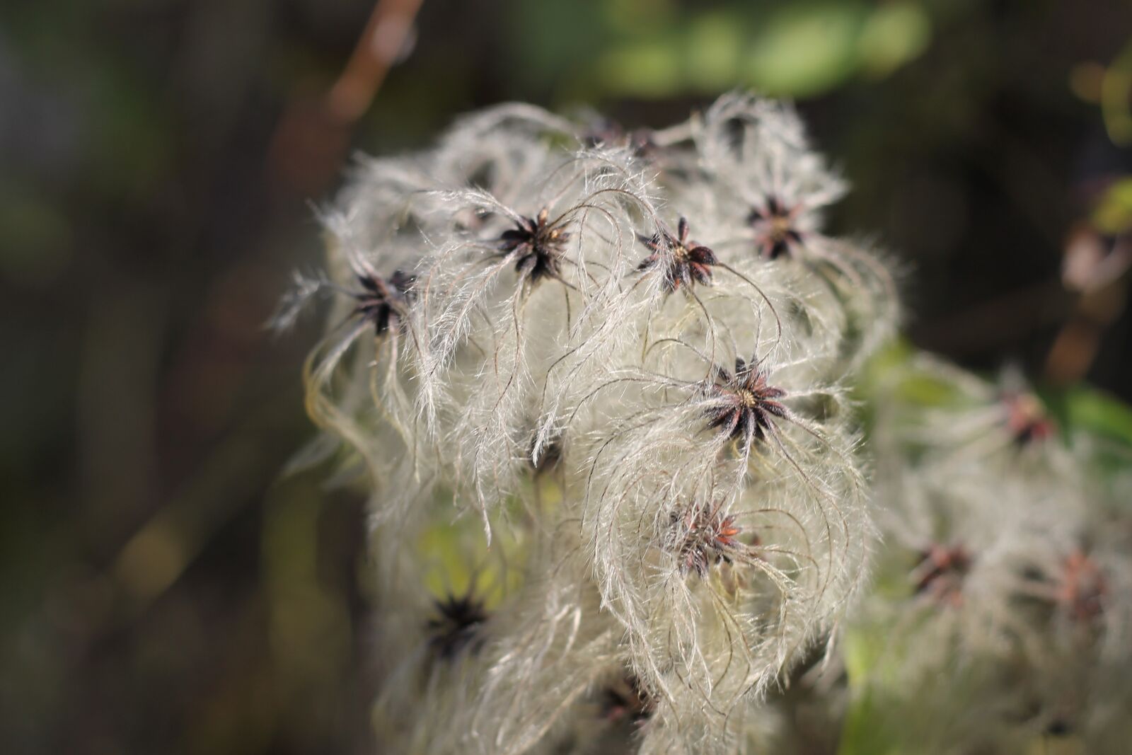 Canon EF 50mm F1.8 STM sample photo. Common clematis, pods, seeds photography