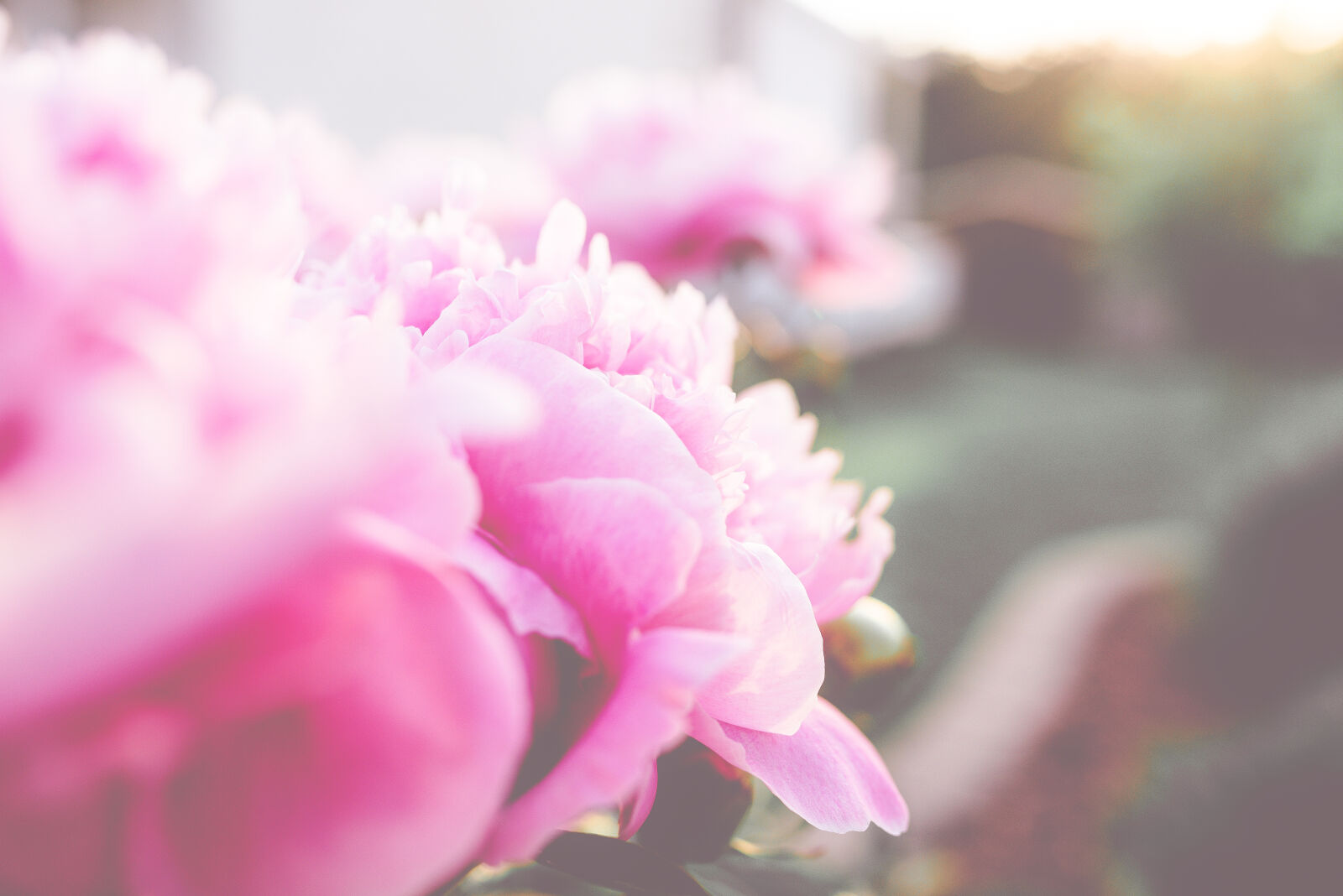 Nikon D600 + Sigma 35mm F1.4 DG HSM Art sample photo. Beautiful, bloom, blooming, blossom photography