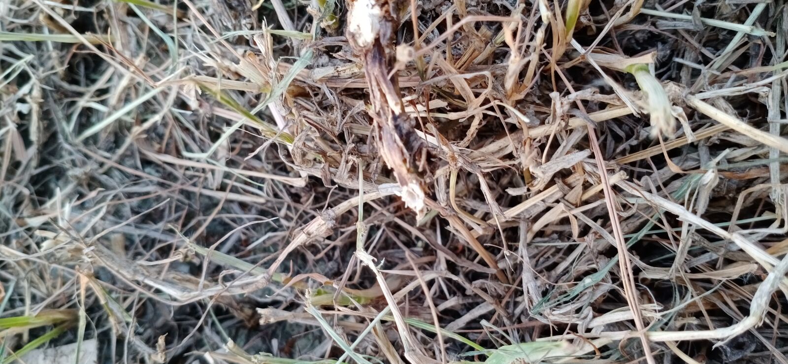 vivo 1907_19 sample photo. Grass, brown grass, natural photography