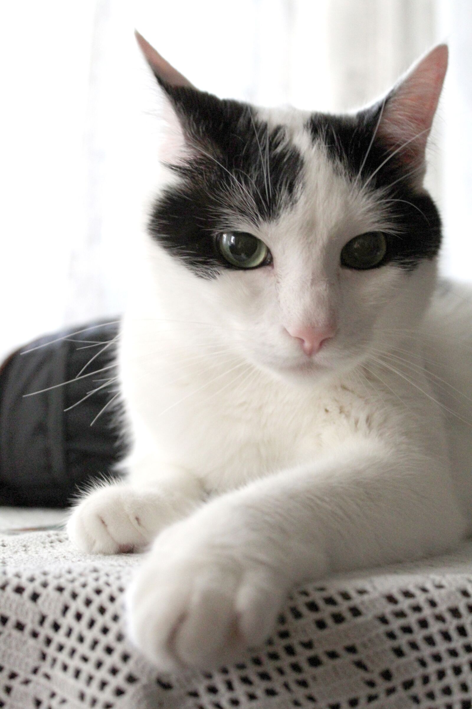 Canon EOS 1300D (EOS Rebel T6 / EOS Kiss X80) sample photo. Lucky, cat, white photography