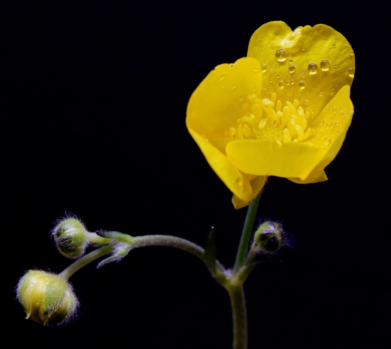 Nikon D5300 sample photo. Buttercup, yellow flower, flower photography