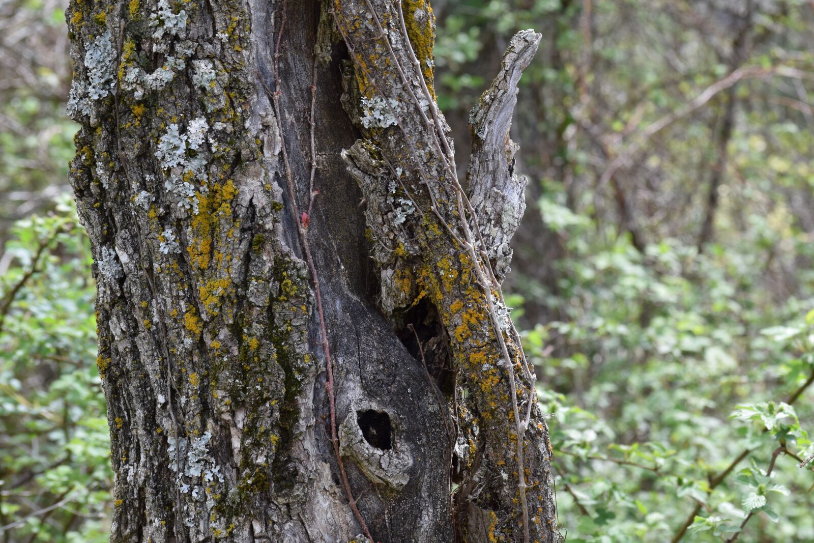 Nikon D3300 sample photo. Tree, age, knot photography