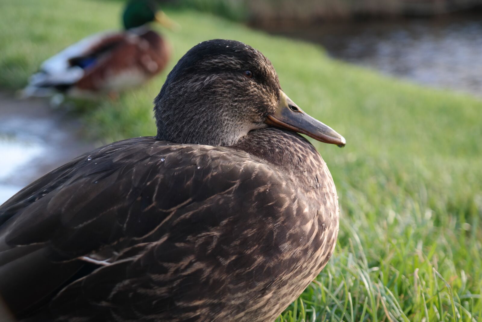 Samsung NX30 + NX 18-55mm F3.5-5.6 sample photo. Duck, female, animal photography