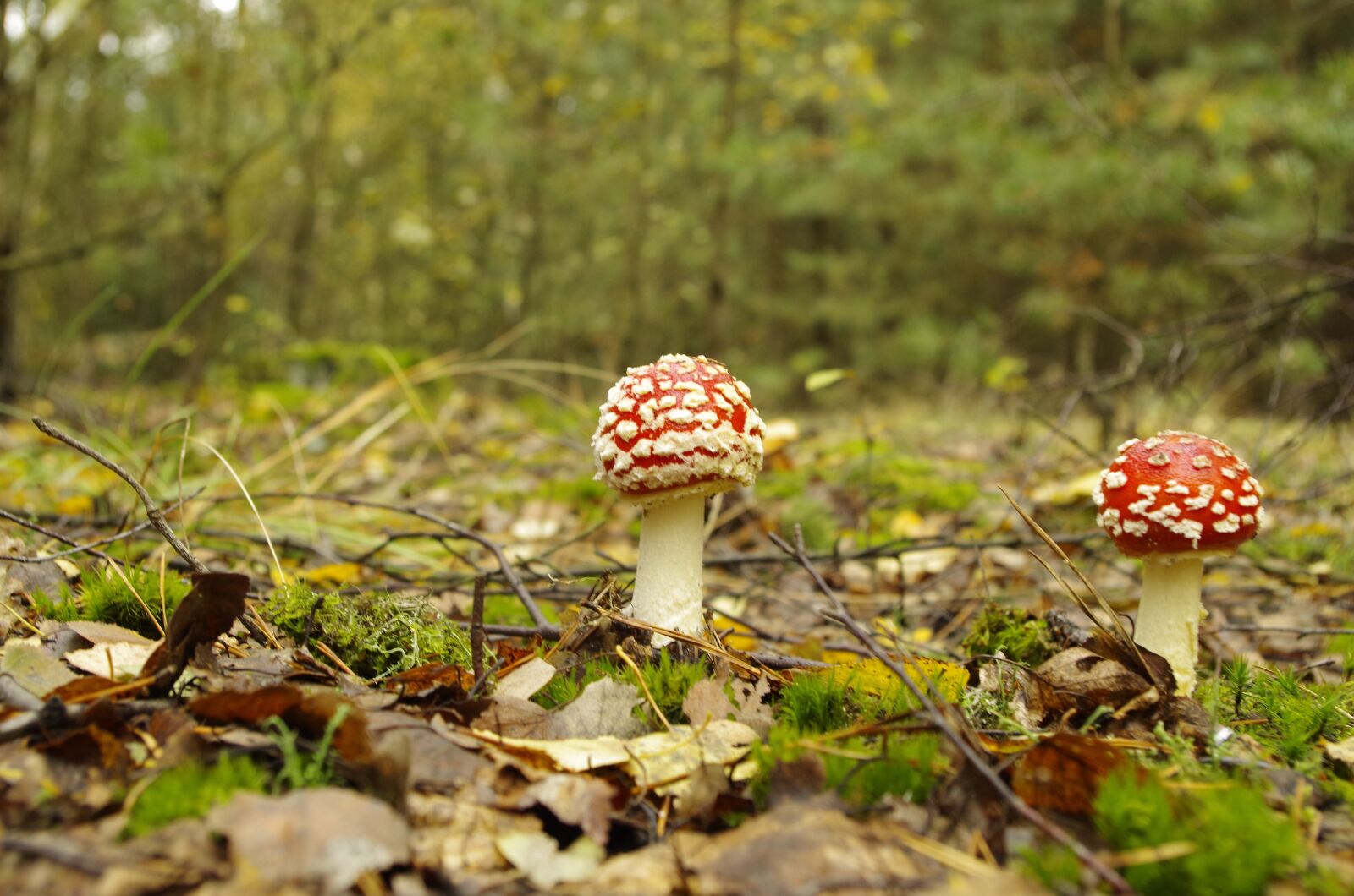 Pentax K-50 sample photo. Forest, red toadstool, poisonous photography