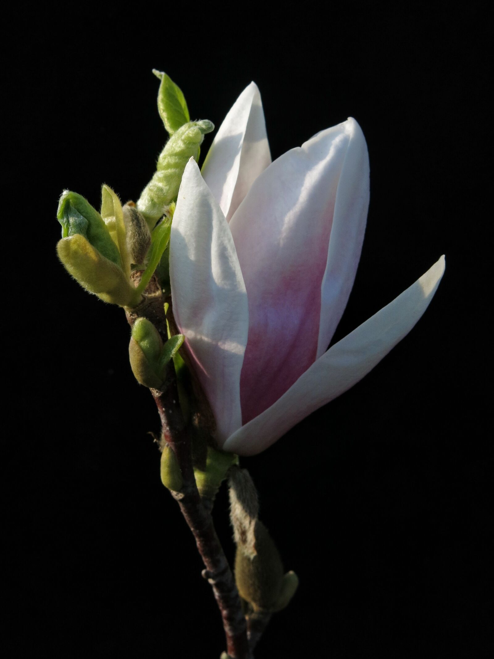 Canon PowerShot G15 sample photo. Magnolia, xsoulangeana, flower photography