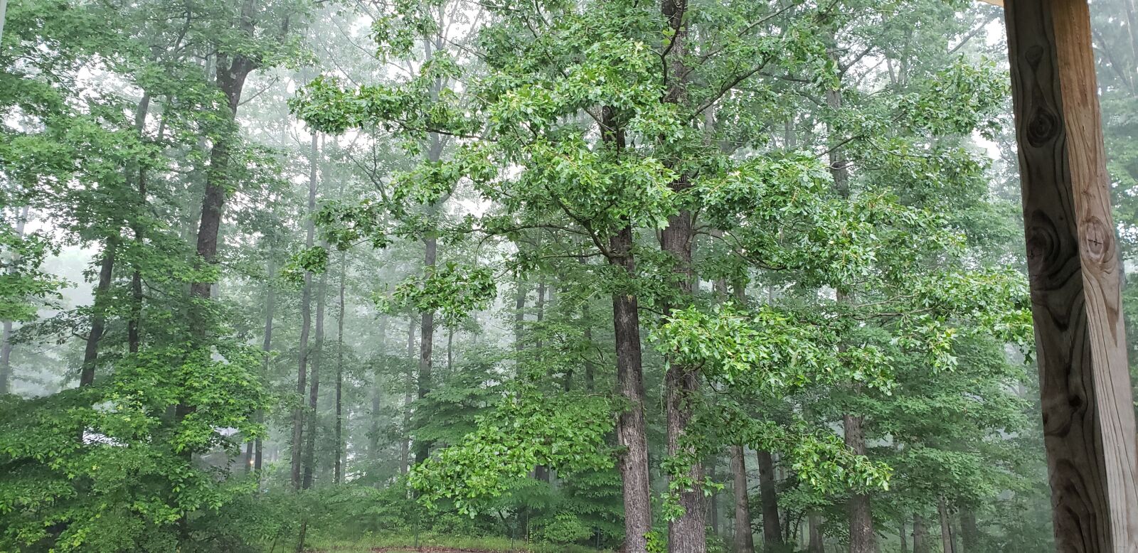 Samsung Galaxy S9 sample photo. Woodland, rain, forest photography
