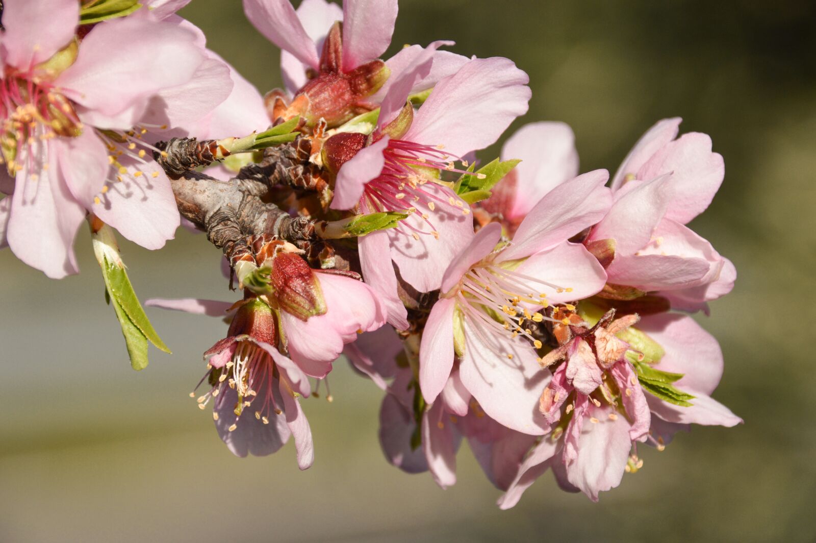 Nikon D3200 sample photo. Blossom, nature, flower photography