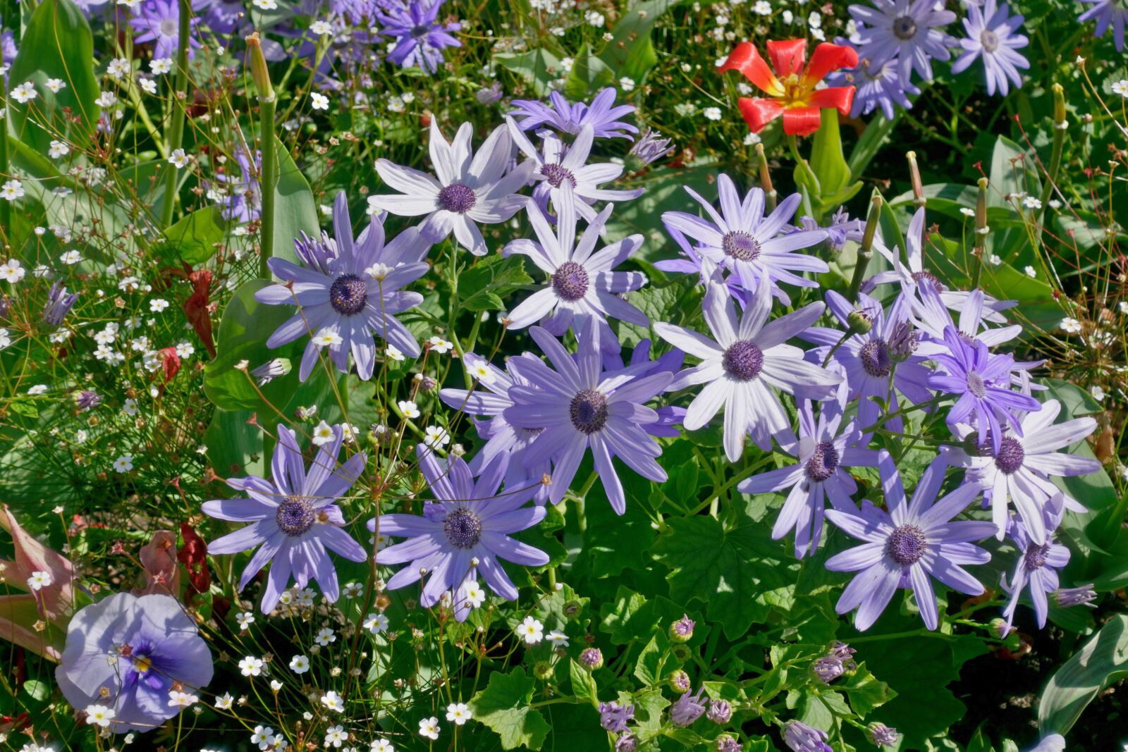 Sony Cyber-shot DSC-RX100 IV sample photo. Spring flowers, flowers trough photography