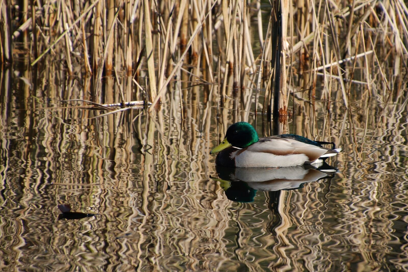 Nikon D80 sample photo. Duck, mallard, water bird photography
