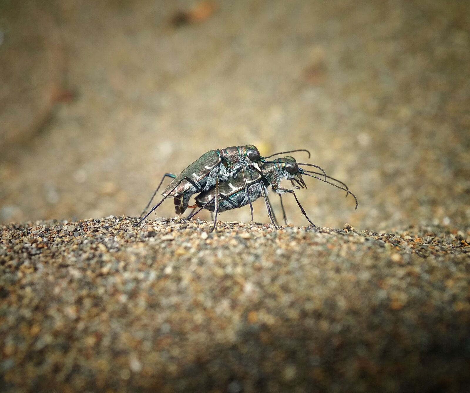 Xiaomi Redmi 4X sample photo. Tiger beetle, matings, insect photography